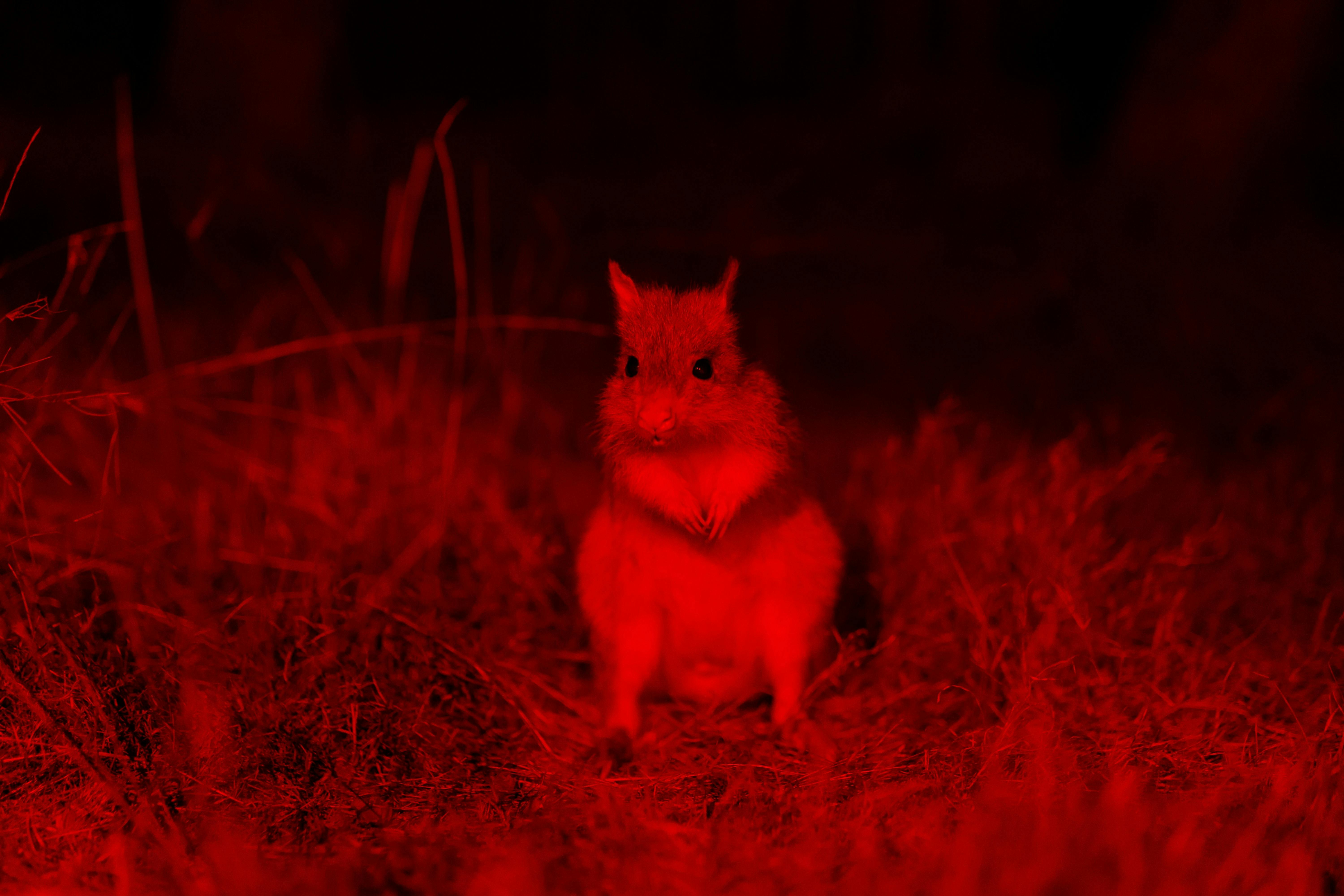 Bettong - small Australian macropod