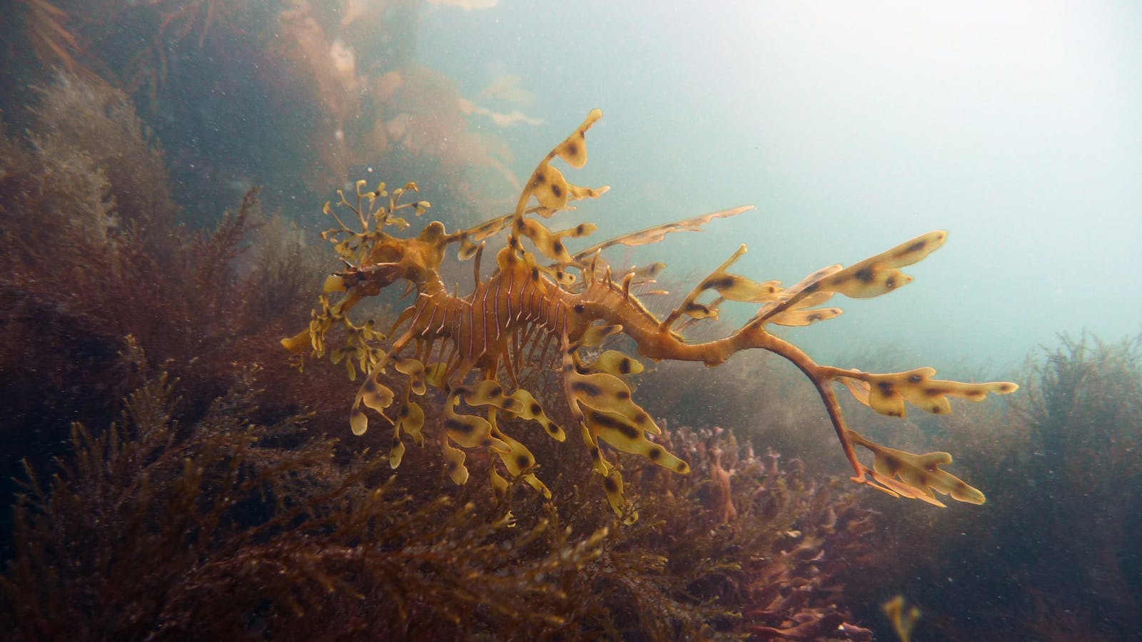 Leafy Sea Dragon - Diving Adelaide