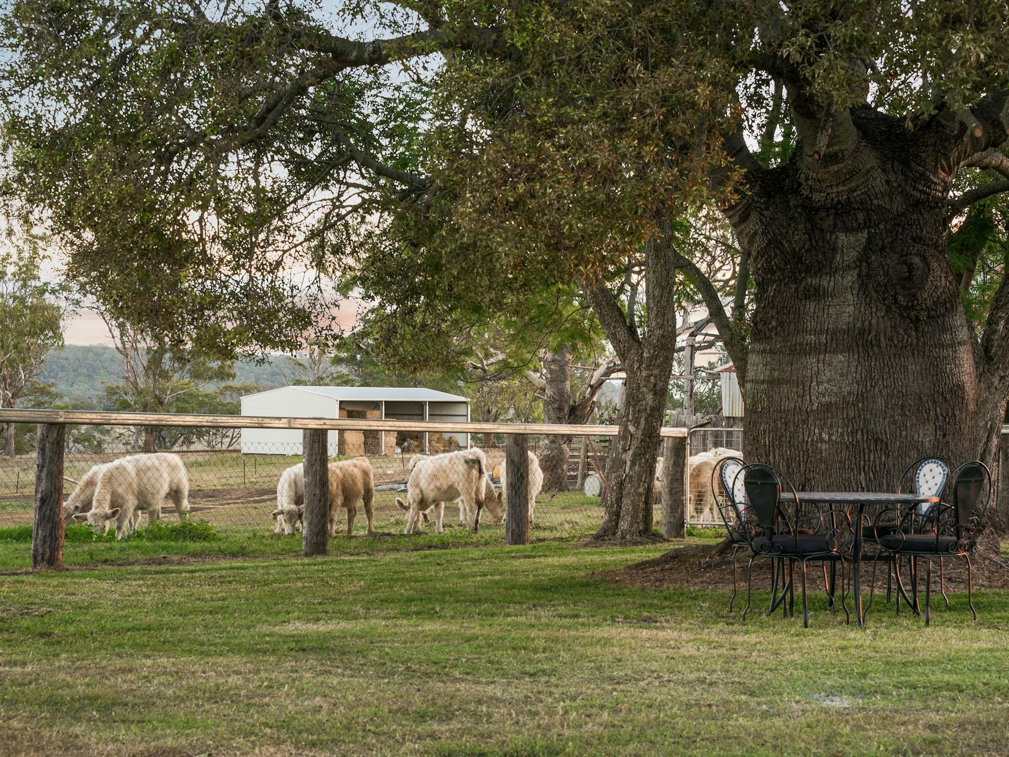 Mountview Homestead is situated on a 650 acre working cattle farm.