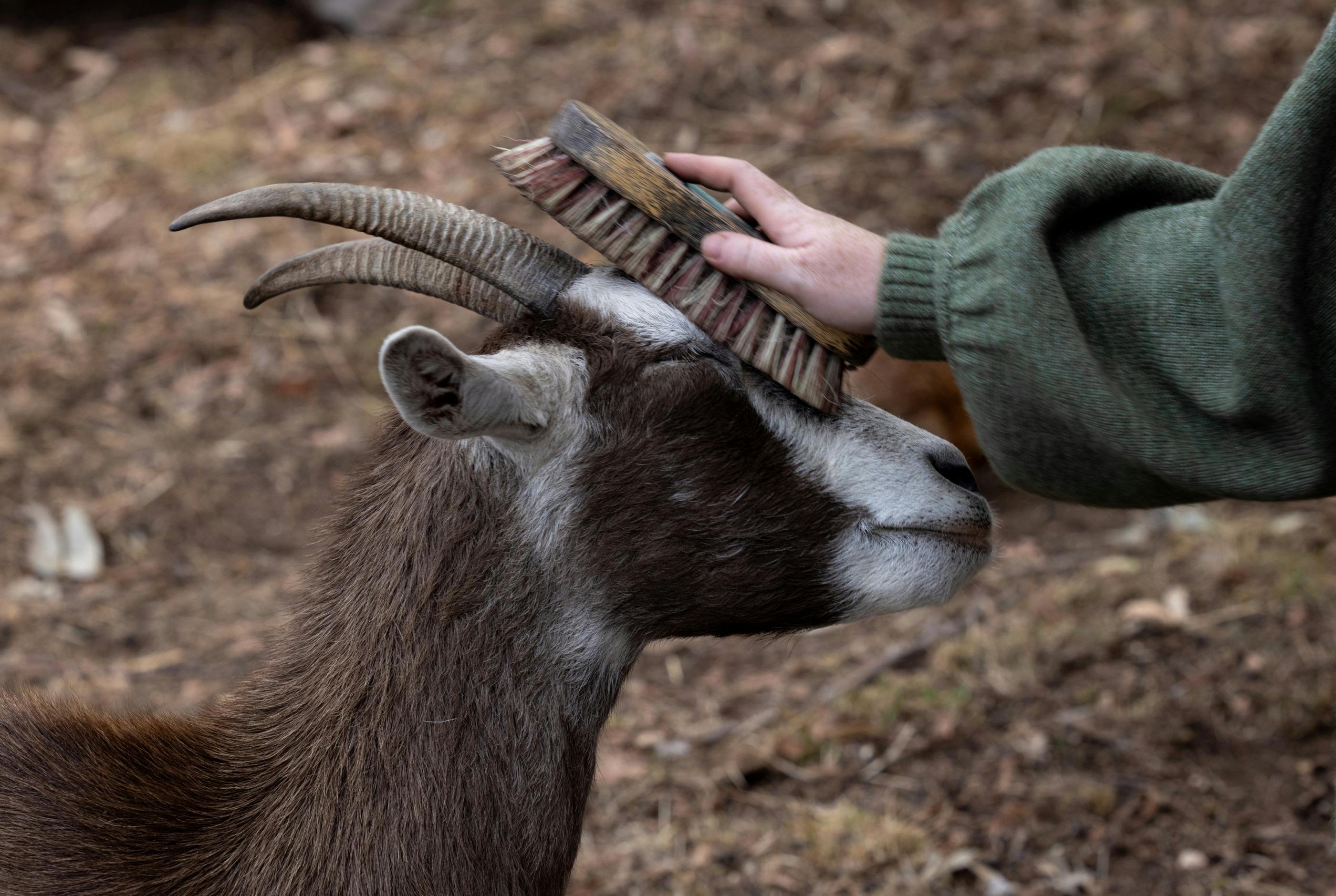 Brushing goats