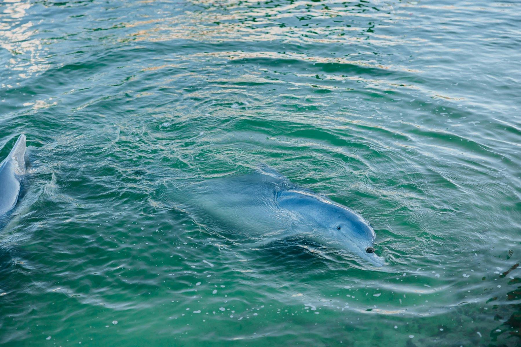 Dolphin Feeding at Tin Can Bay