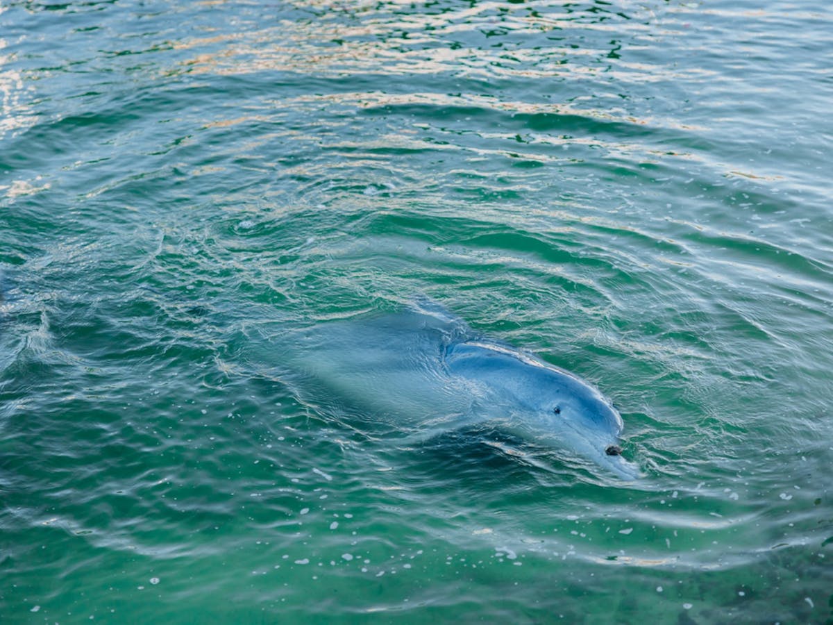 Two dolphins in the shallow waters at Tin Can Bay