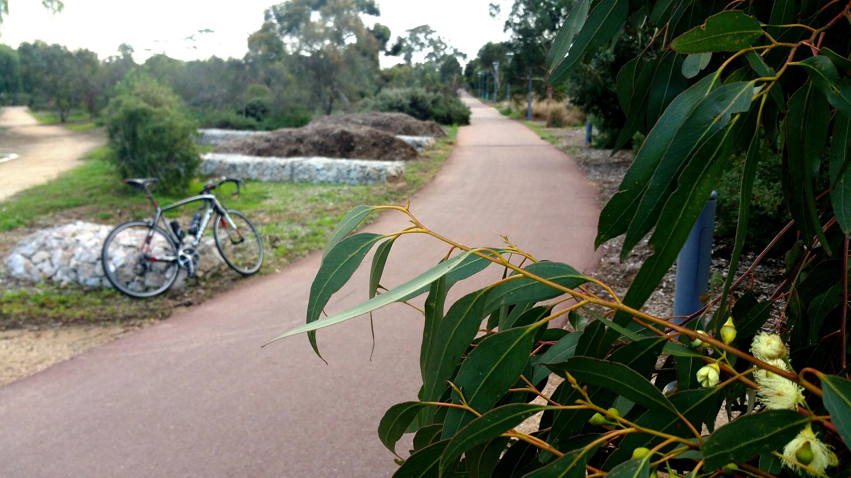 Guided Walk through Gladys Elphick Park / Narnungga (Park 25)