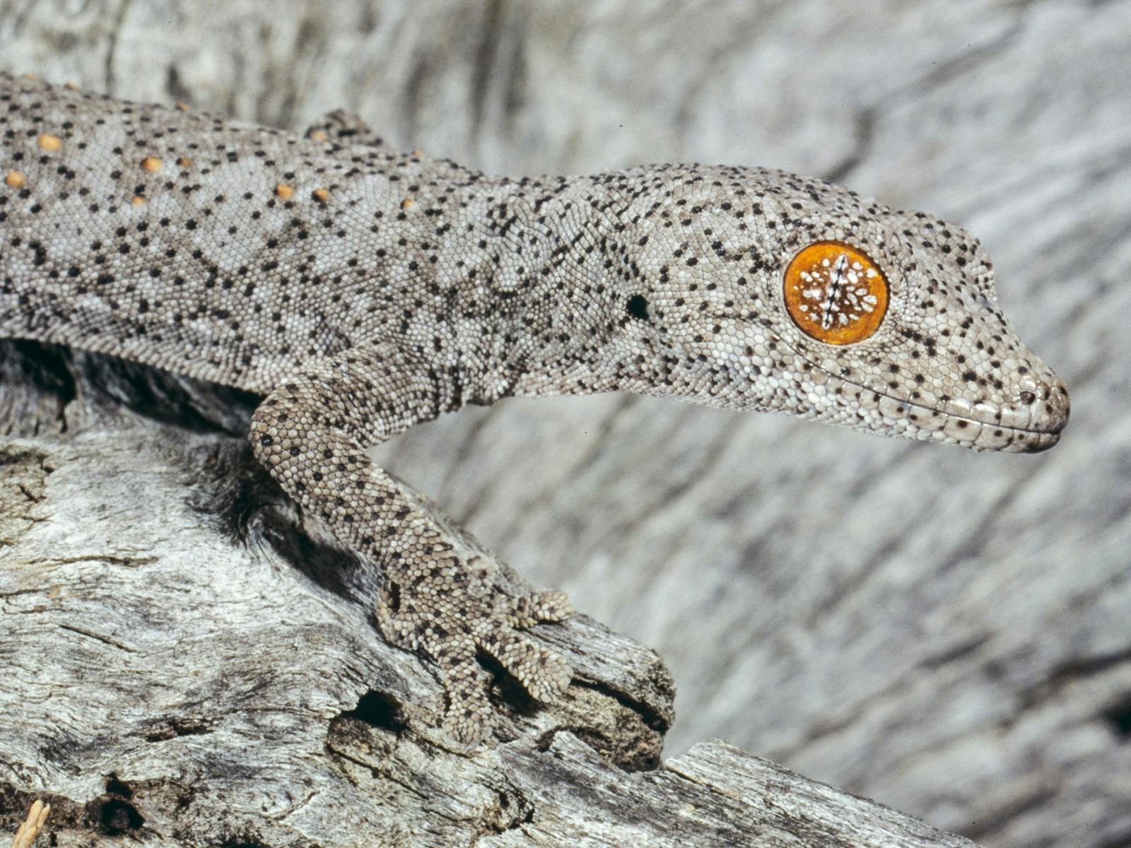 Eastern Spiny-tailed Gecko, Strophurus williamsi