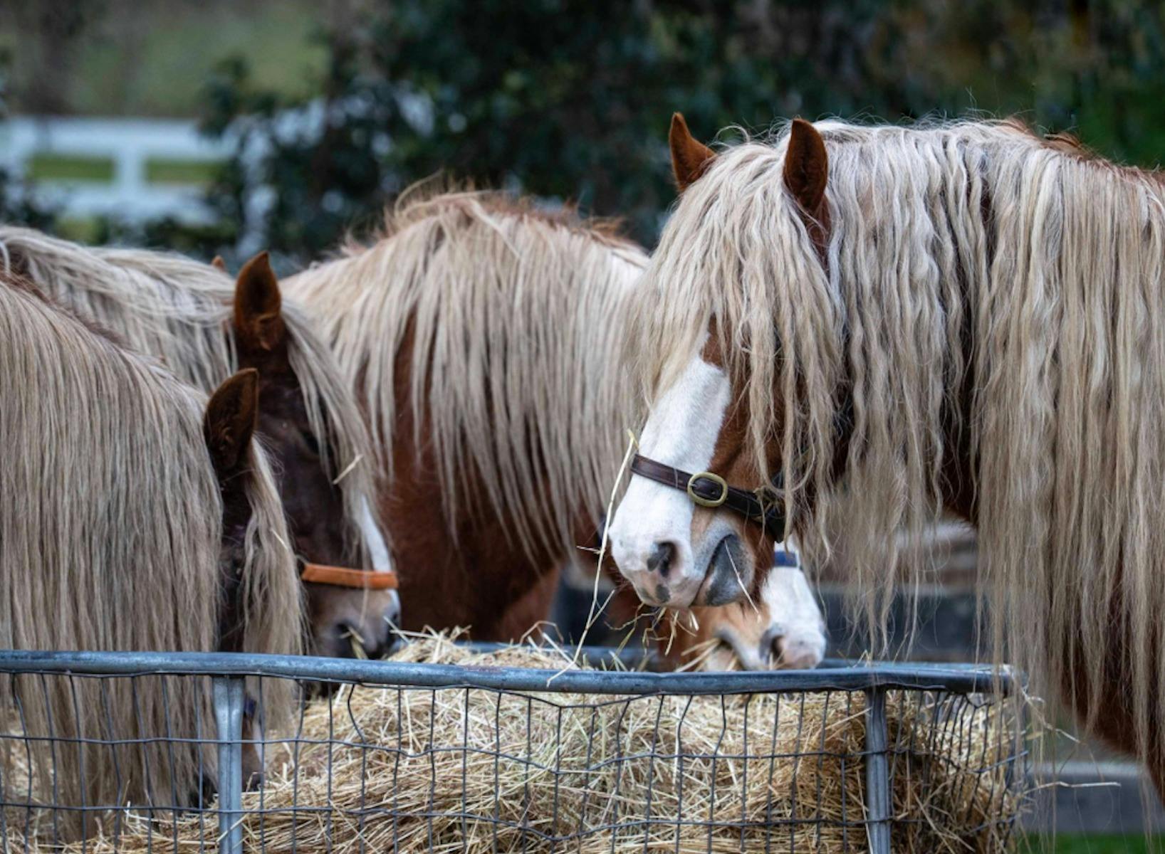 Horse Shepherd Walking Tours