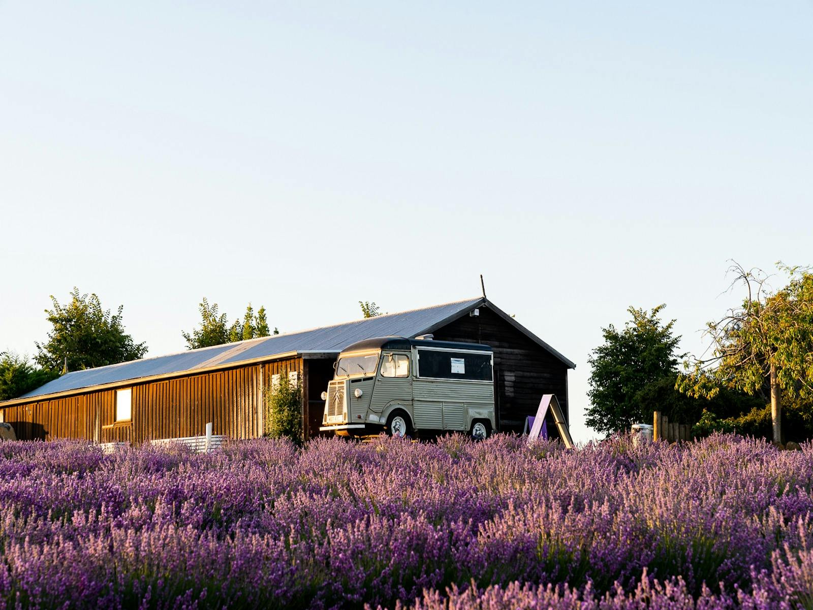 Lavender fields with Ice Cream van