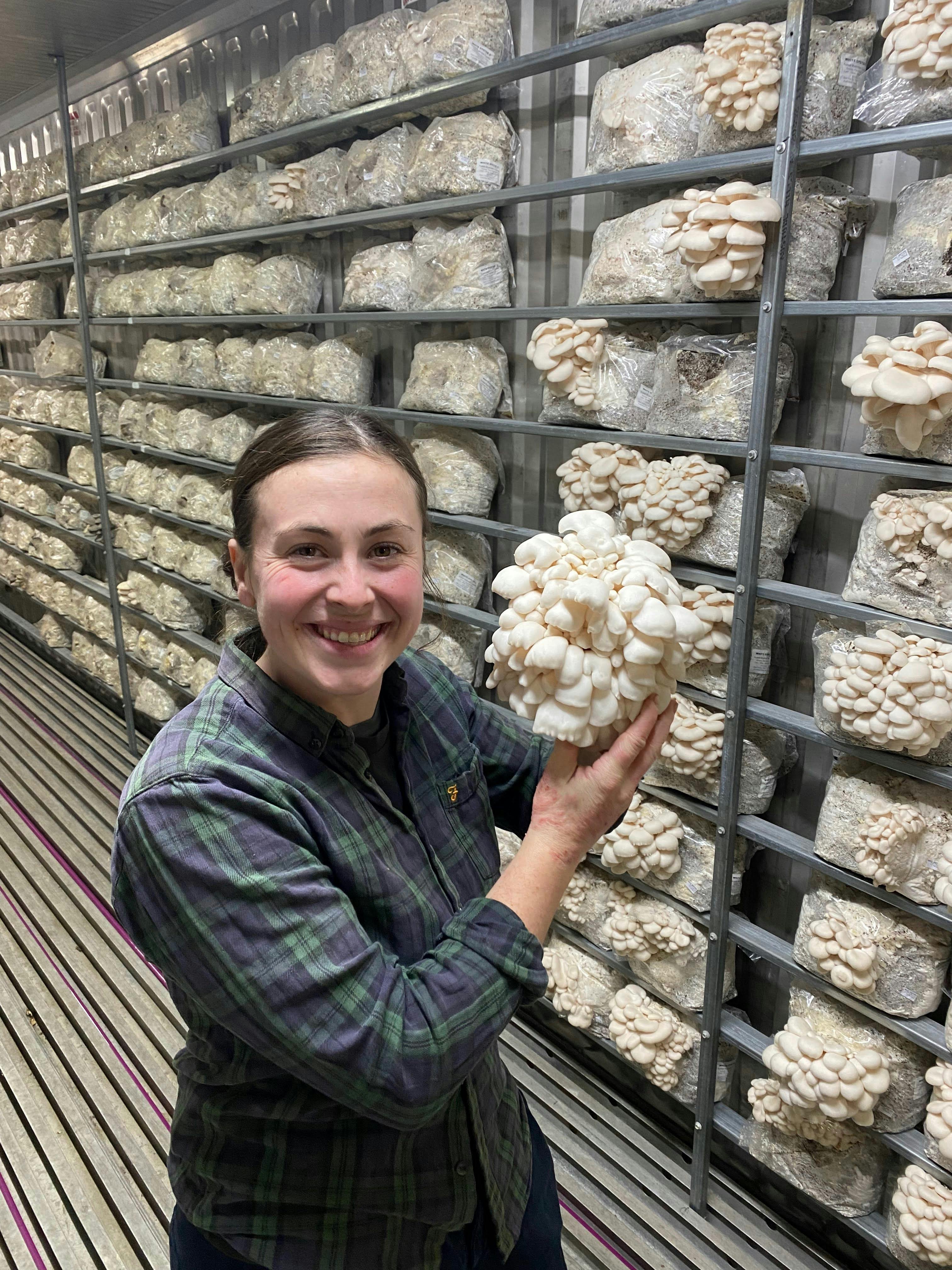 Oyster mushrooms are grown in converted shipping containers