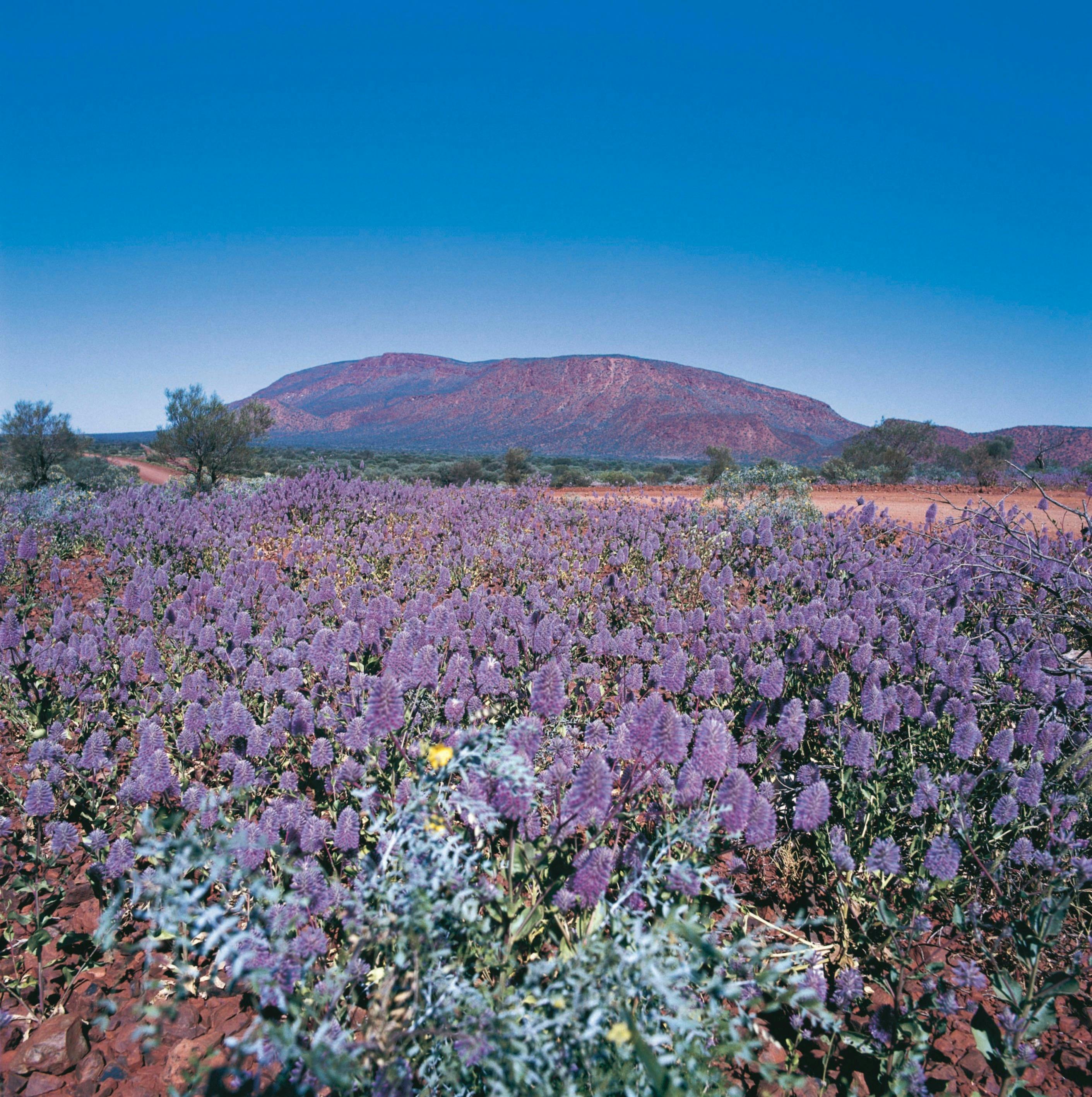 The Wool Wagon Pathway, Gascoyne Junction, Western Australia