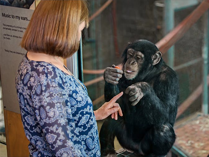 Meet the Chimps