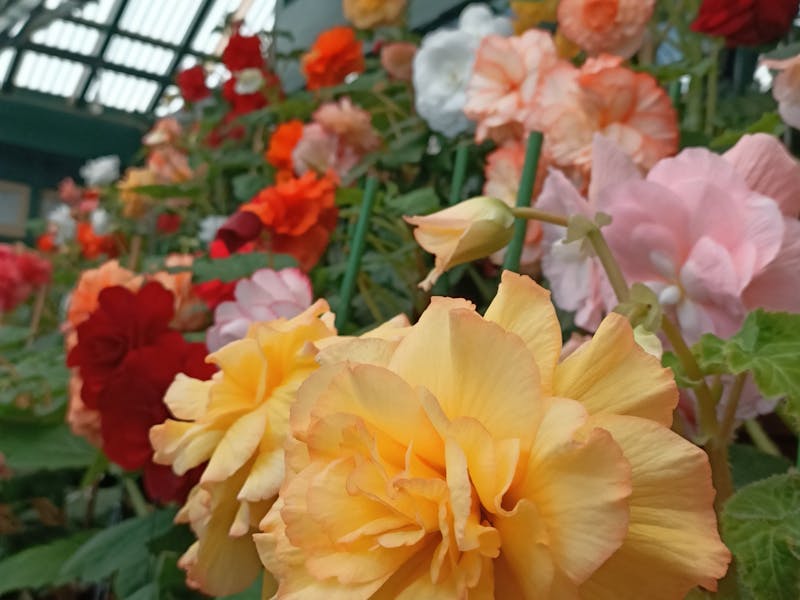 Begonia House, Flowers, Autumn, Bathurst