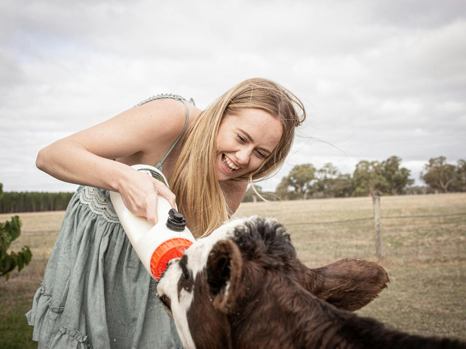 Guest feeding a poddy calf milk