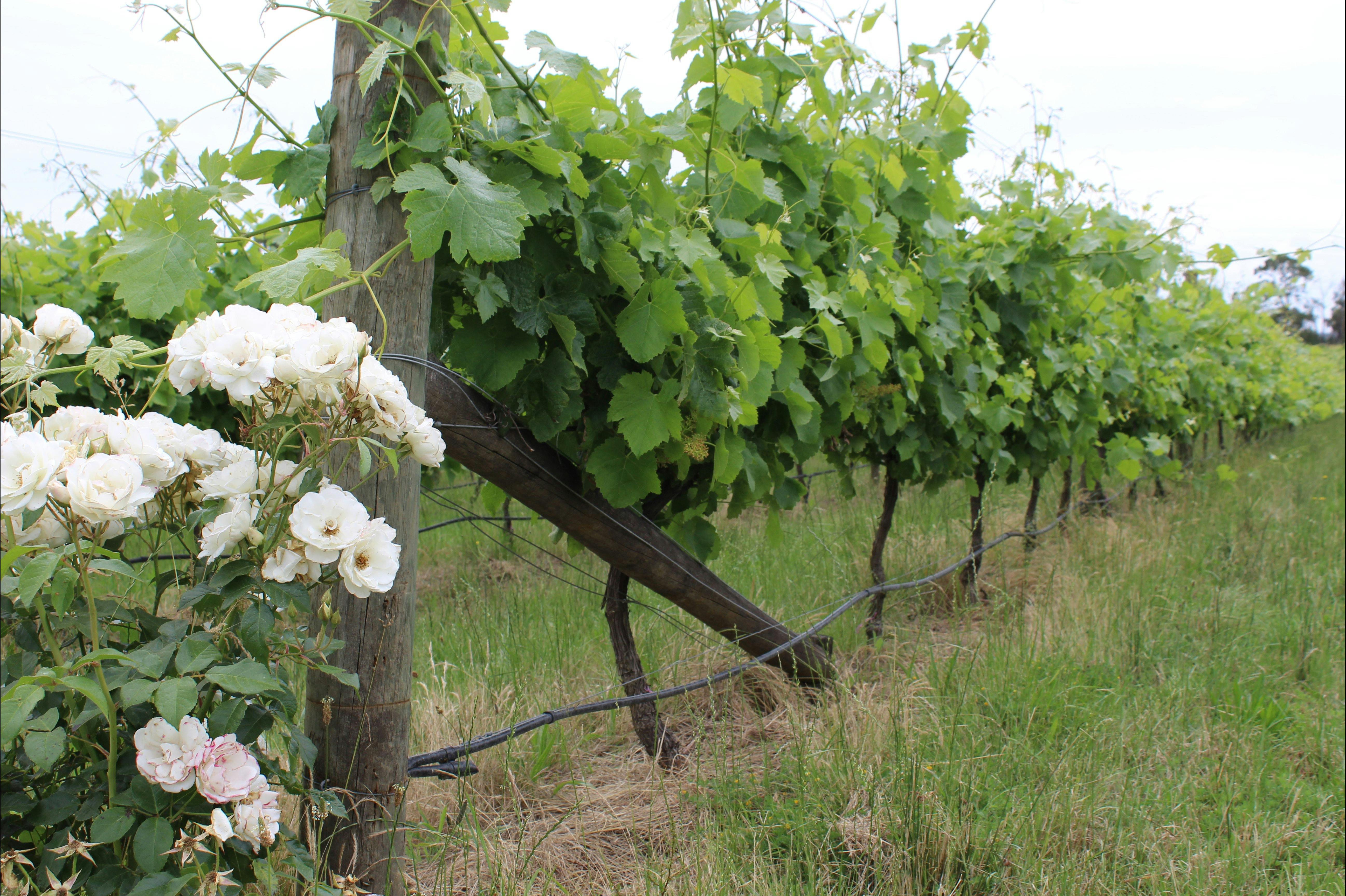 Grape vines Mornington