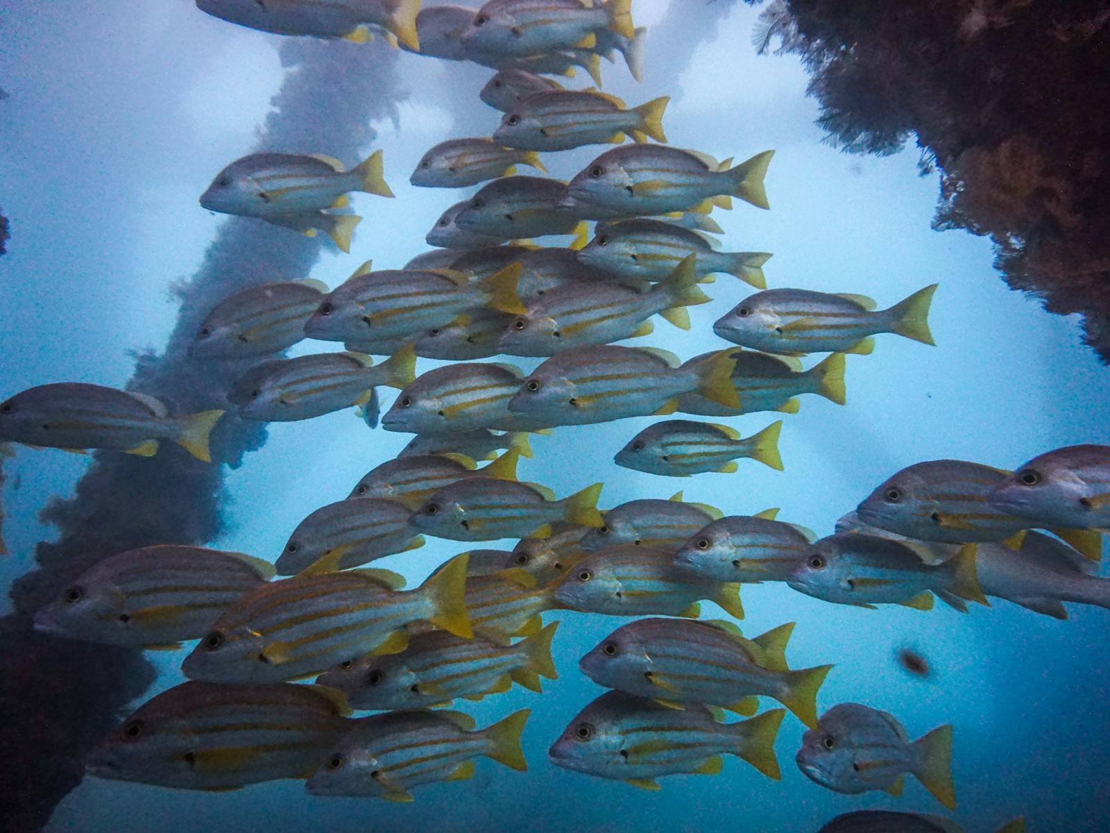 Dive Ningaloo, Western Australia