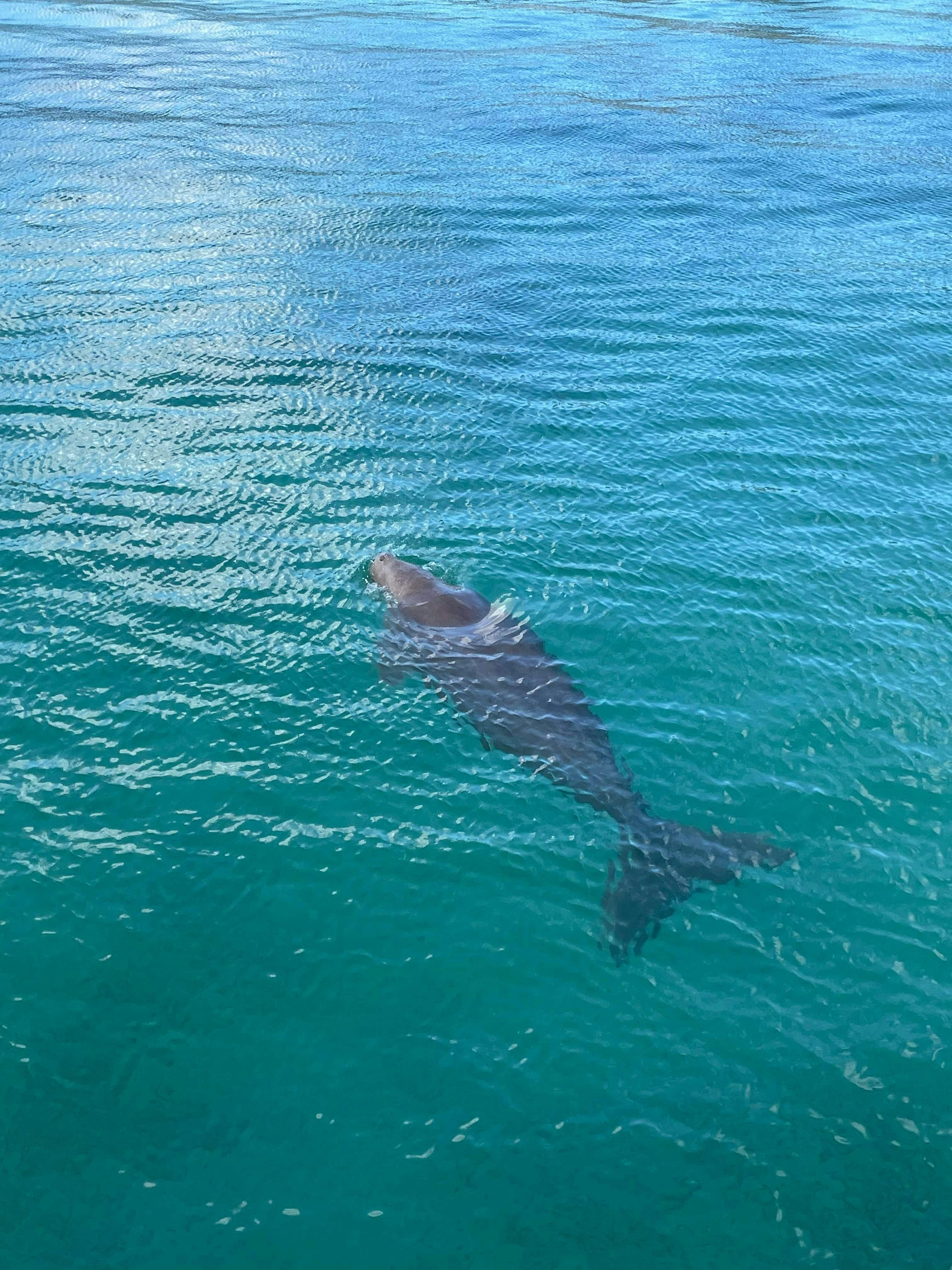 Dugong