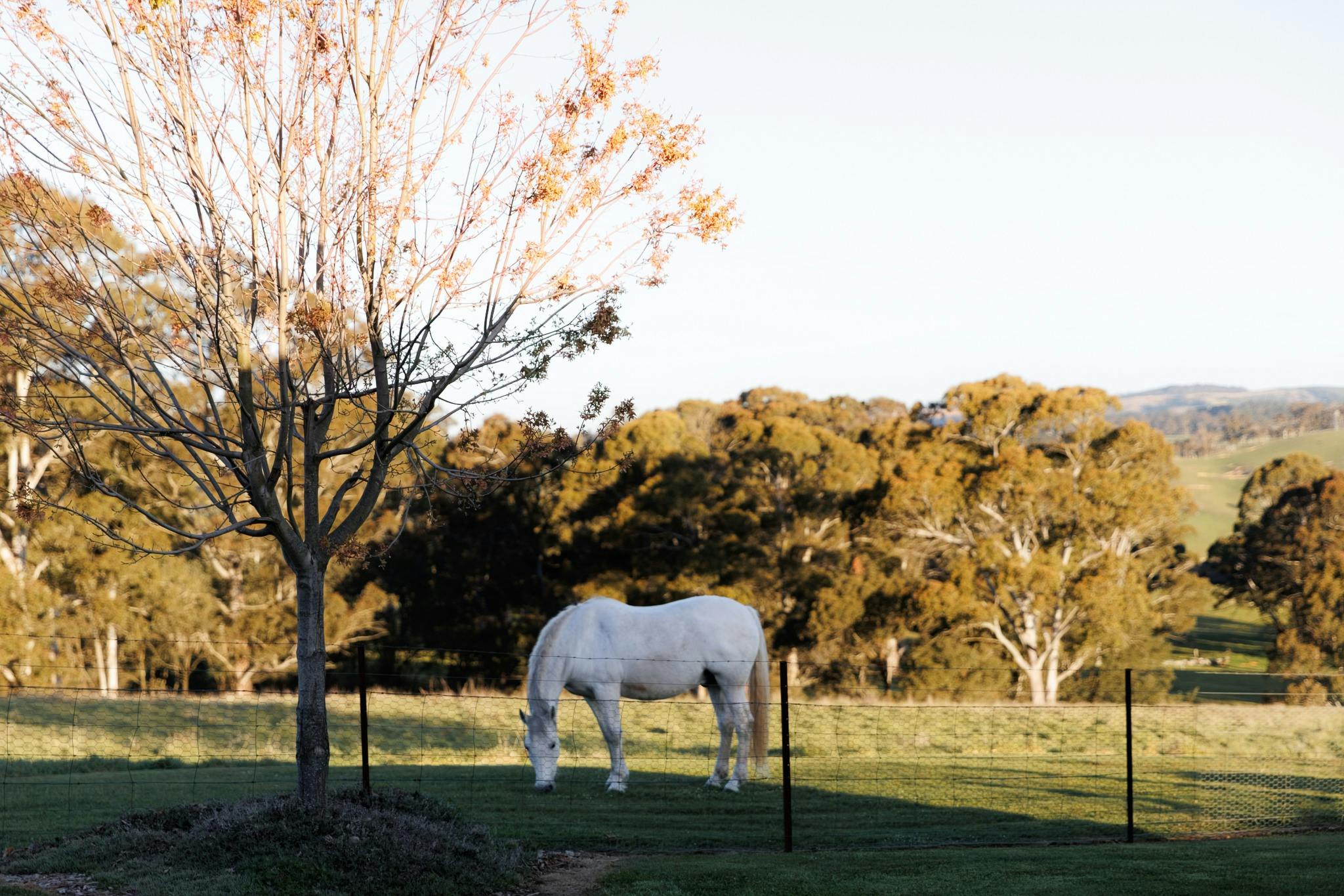 Horse Grazing nearby