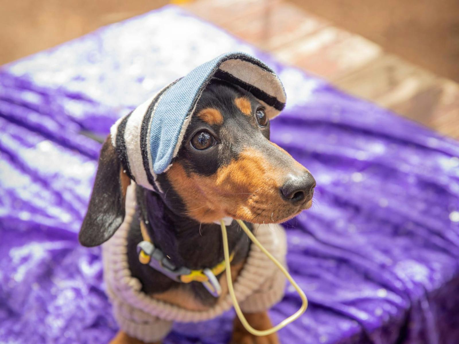 The Great Treat Hunt Paws Party