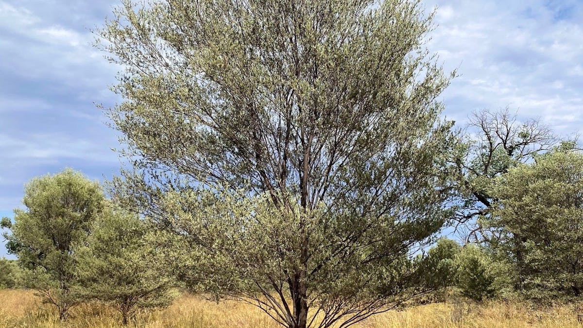 Mulga Trees one of the many species you will see