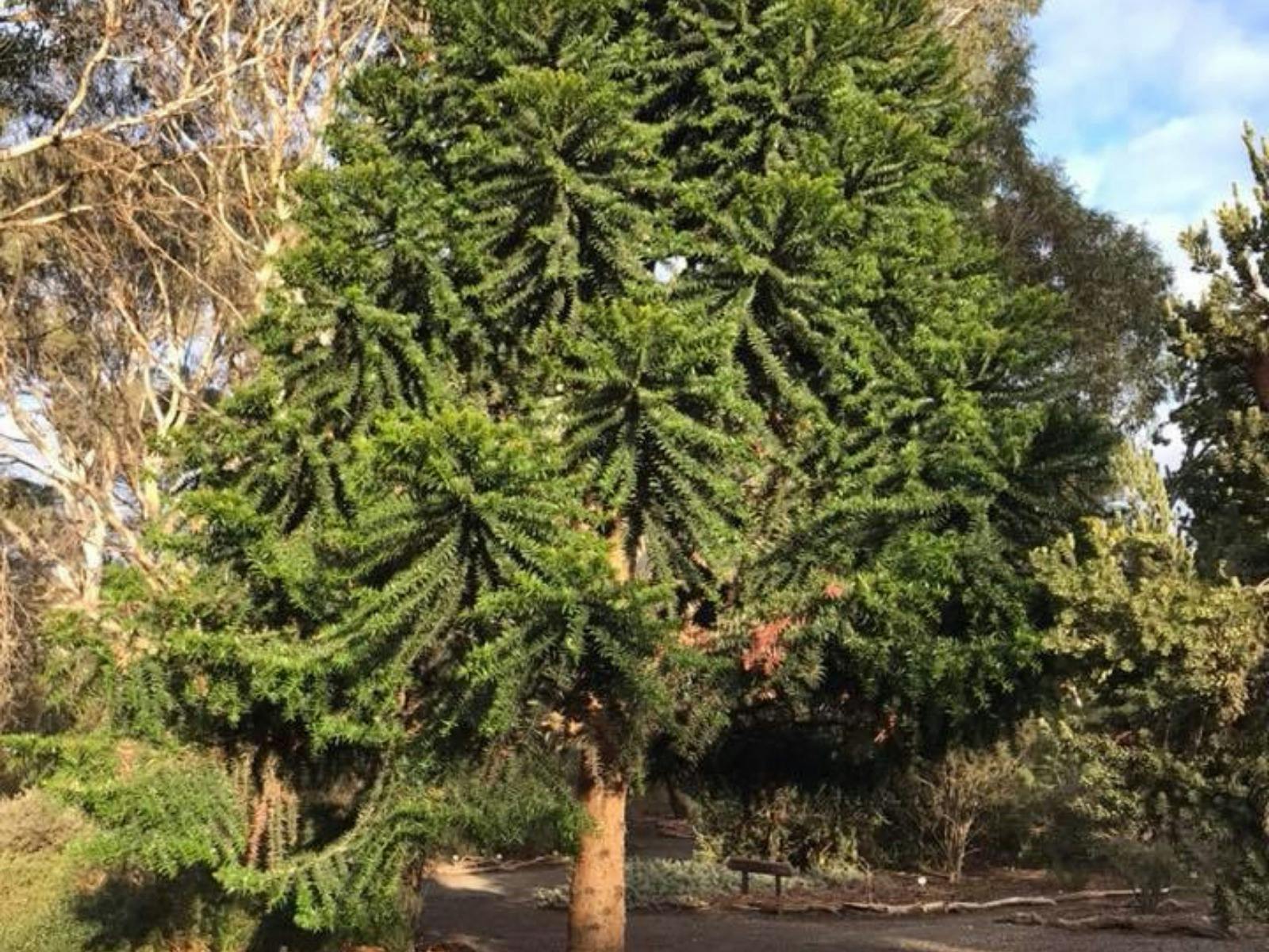 Nangawooka, Victor Harbor