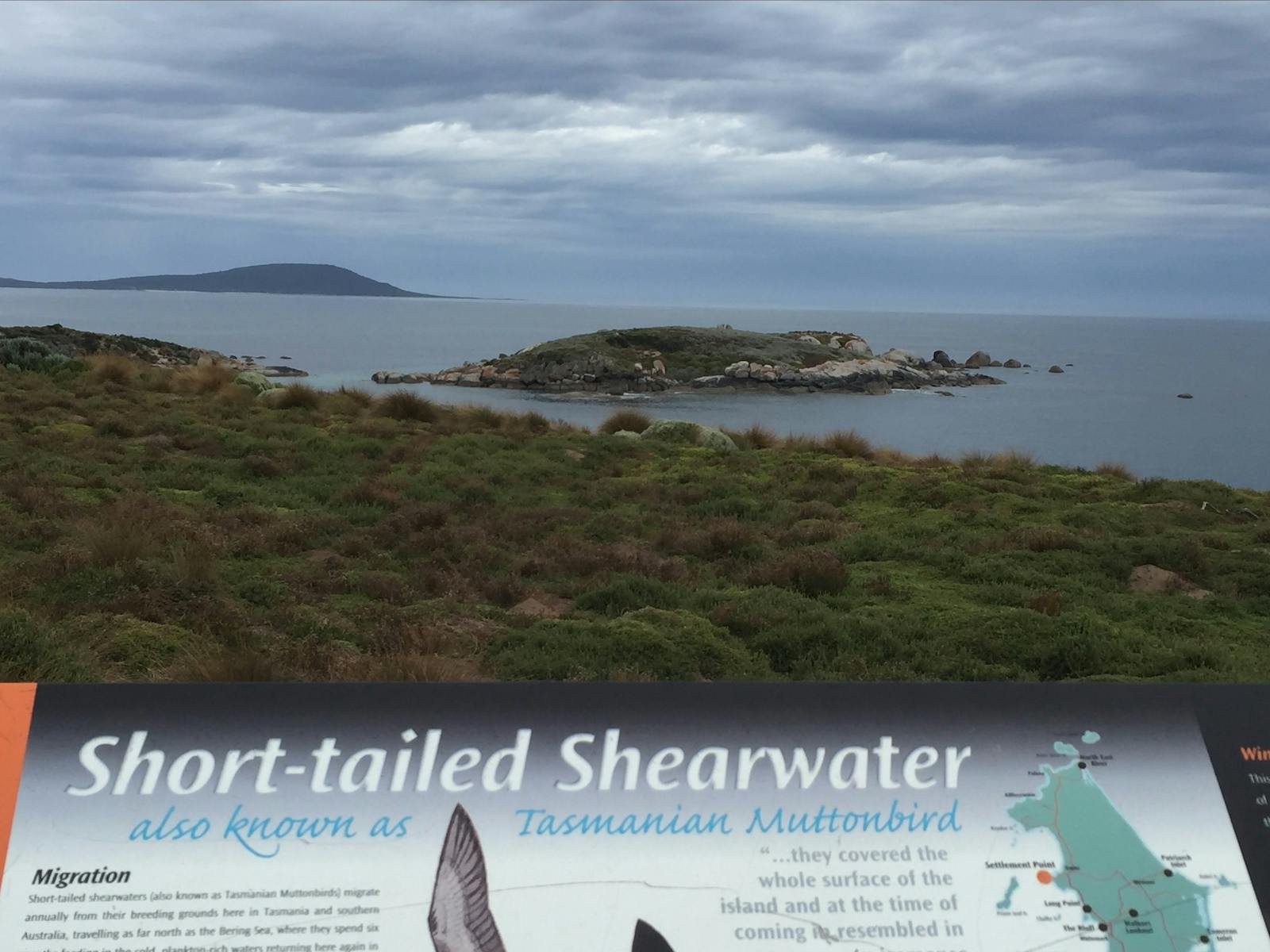 View Short Tailed Shearwater on dusk from the viewing platform Flinders Island Tasmania