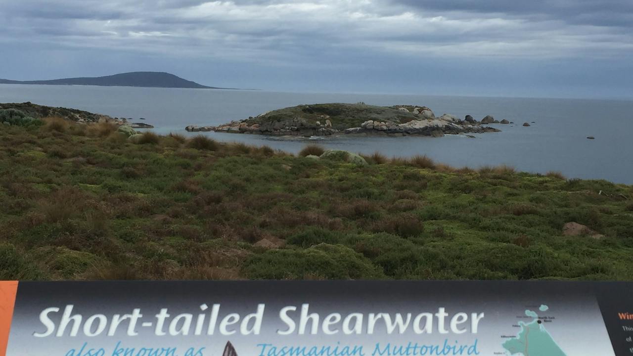 View Short Tailed Shearwater on dusk from the viewing platform