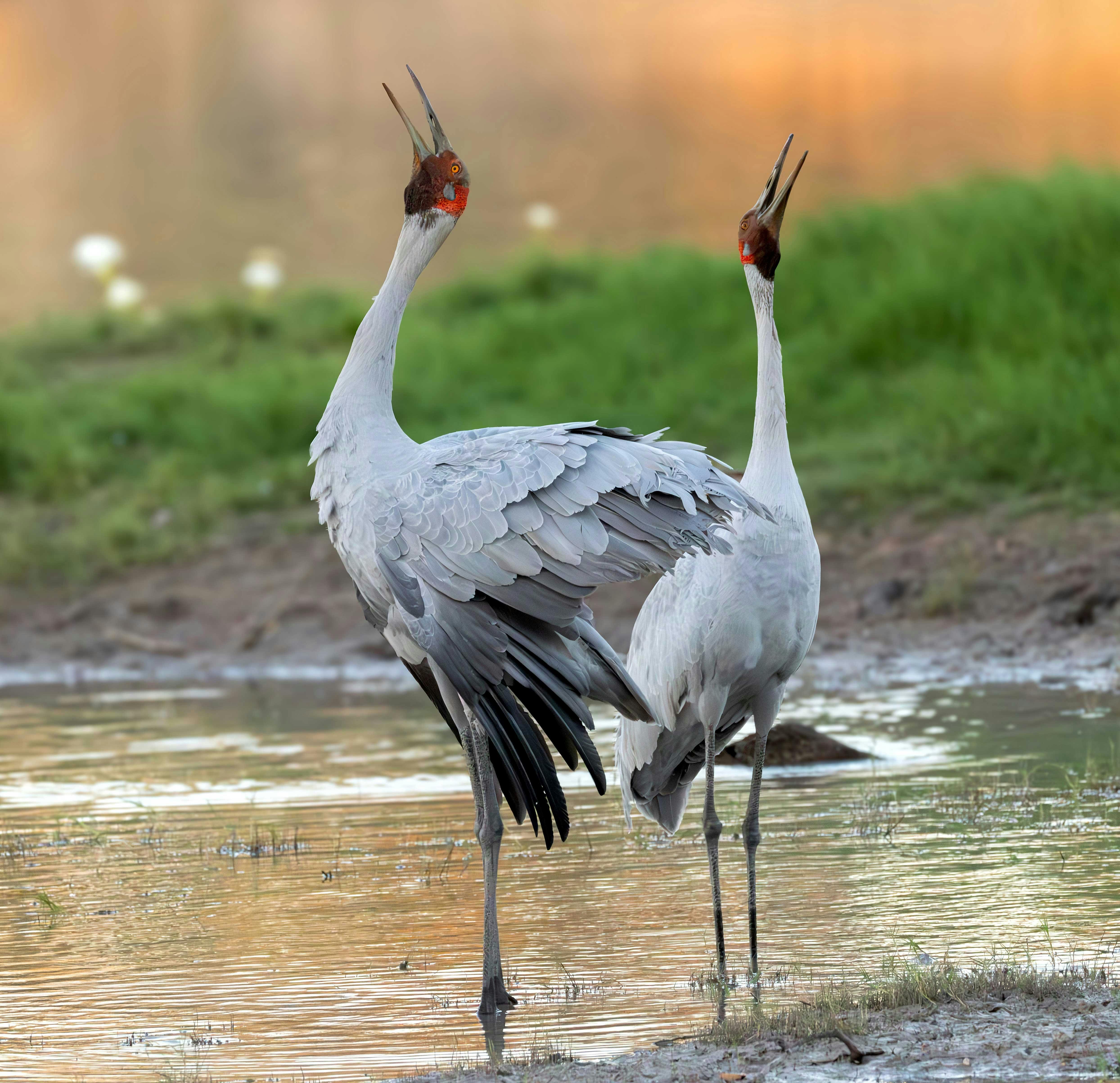 Brolgas, Antigone rubicunda, trumpeting their relationship at Corroboree Billabong, NT