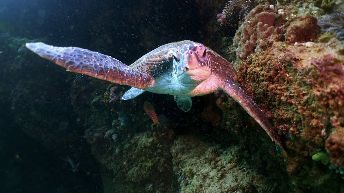 Turtle