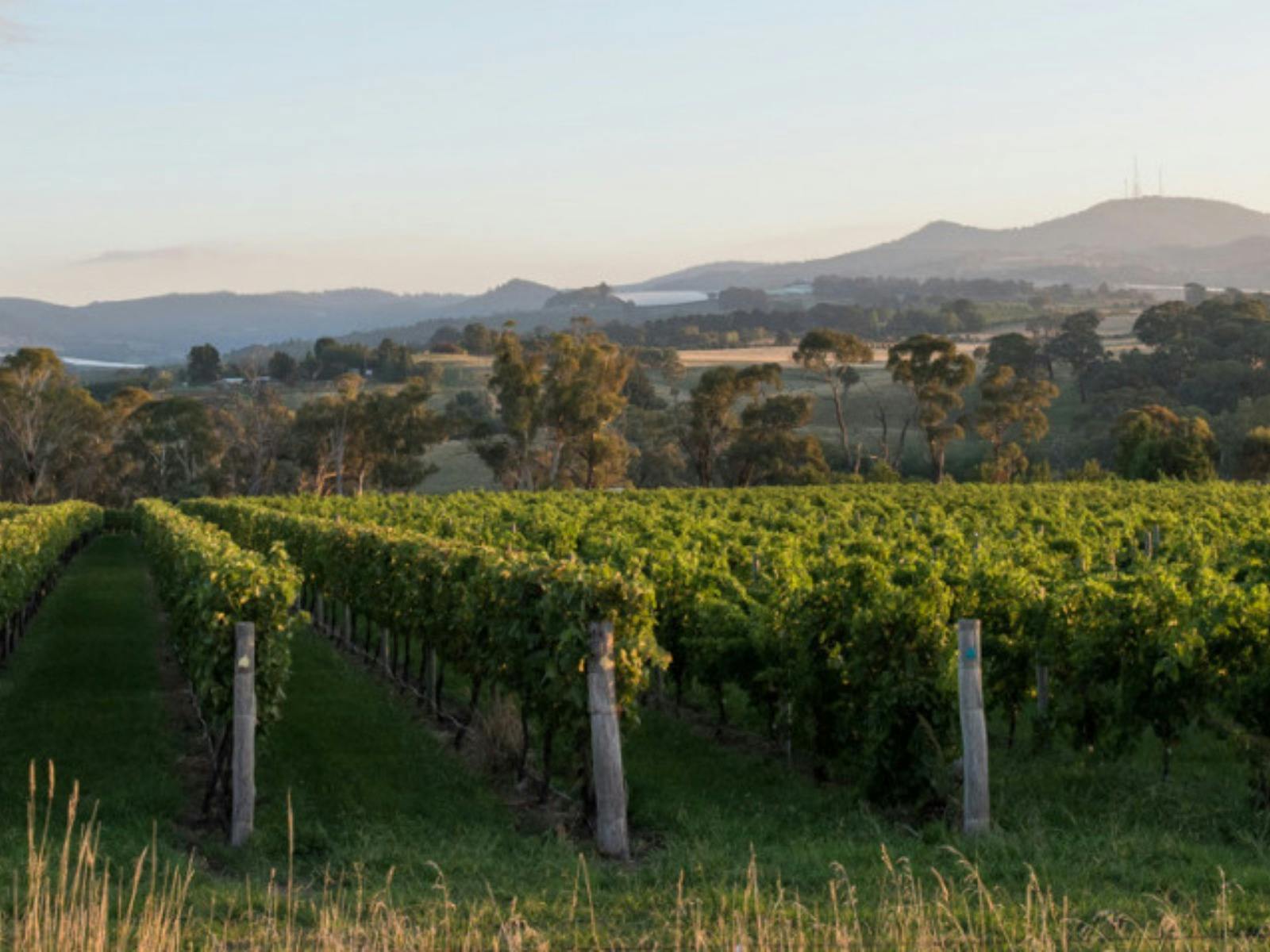 오렌지 홉온 홉오프 와인 버스