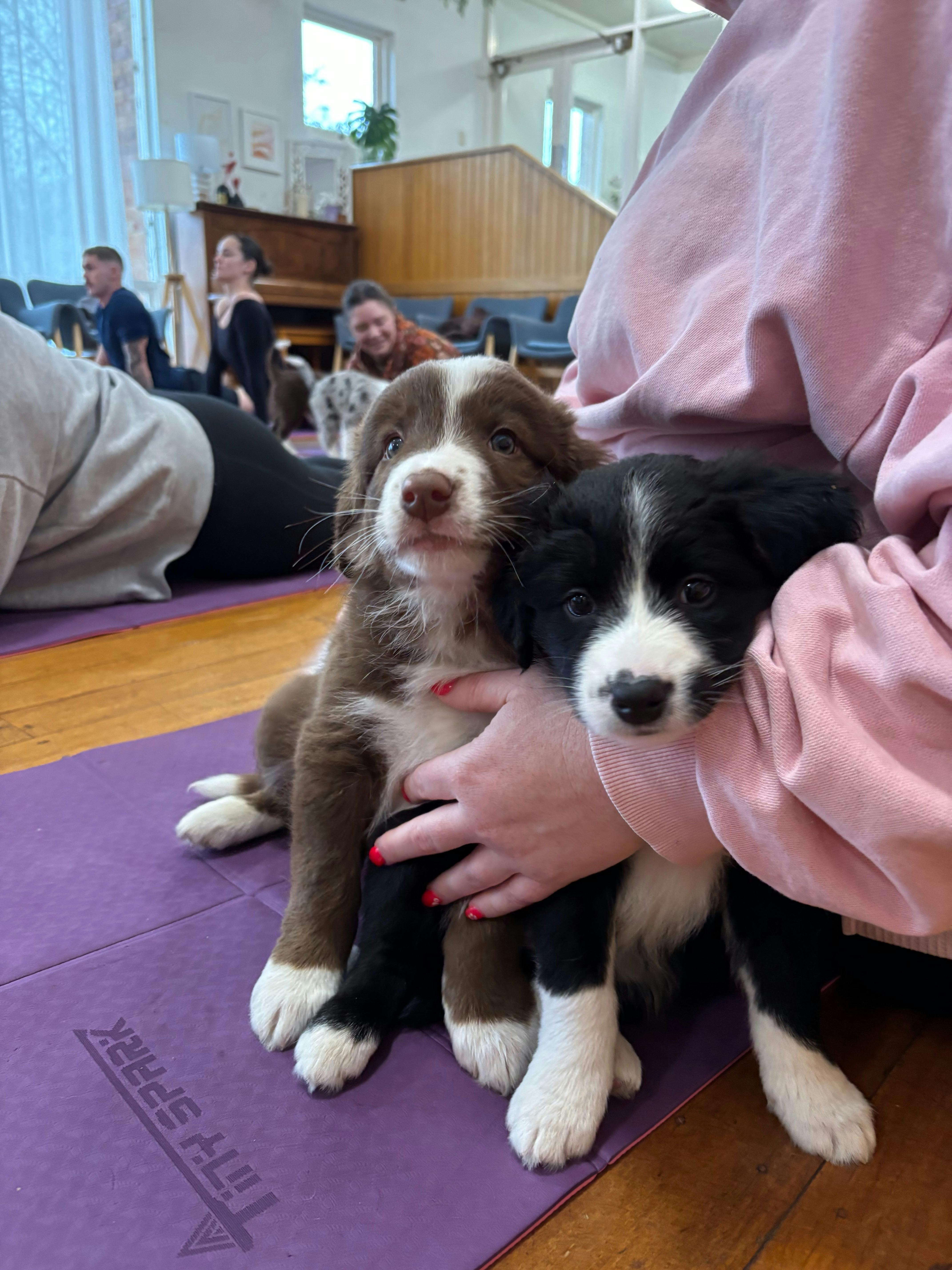 A seated participant holds two puppies, one brown and white and one black and white.