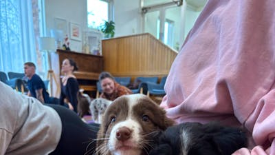 A seated participant holds two puppies, one brown and white and one black and white.