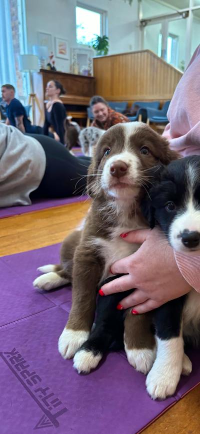 A seated participant holds two puppies, one brown and white and one black and white.