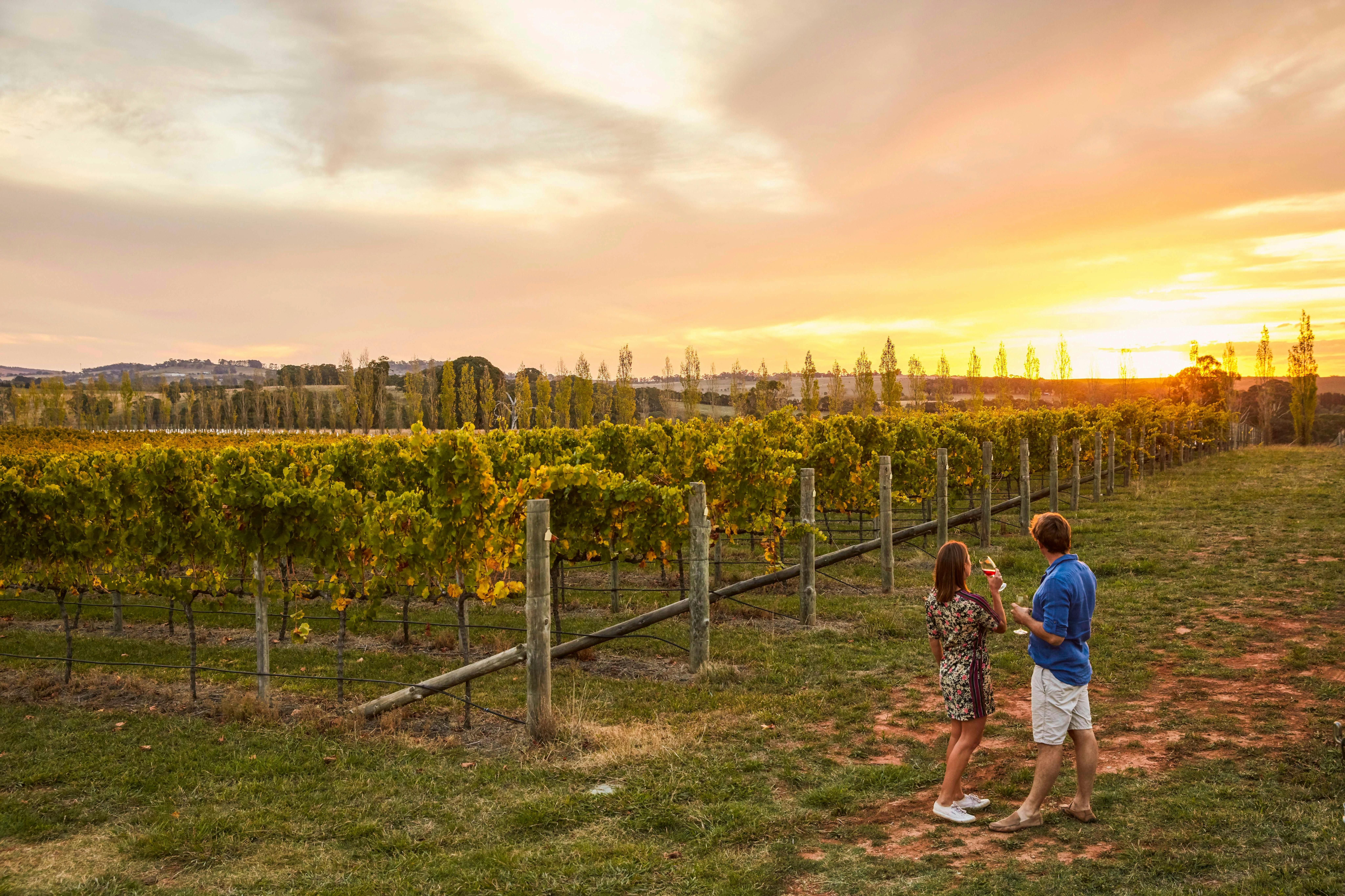 Swinging Bridge Wines, Orange