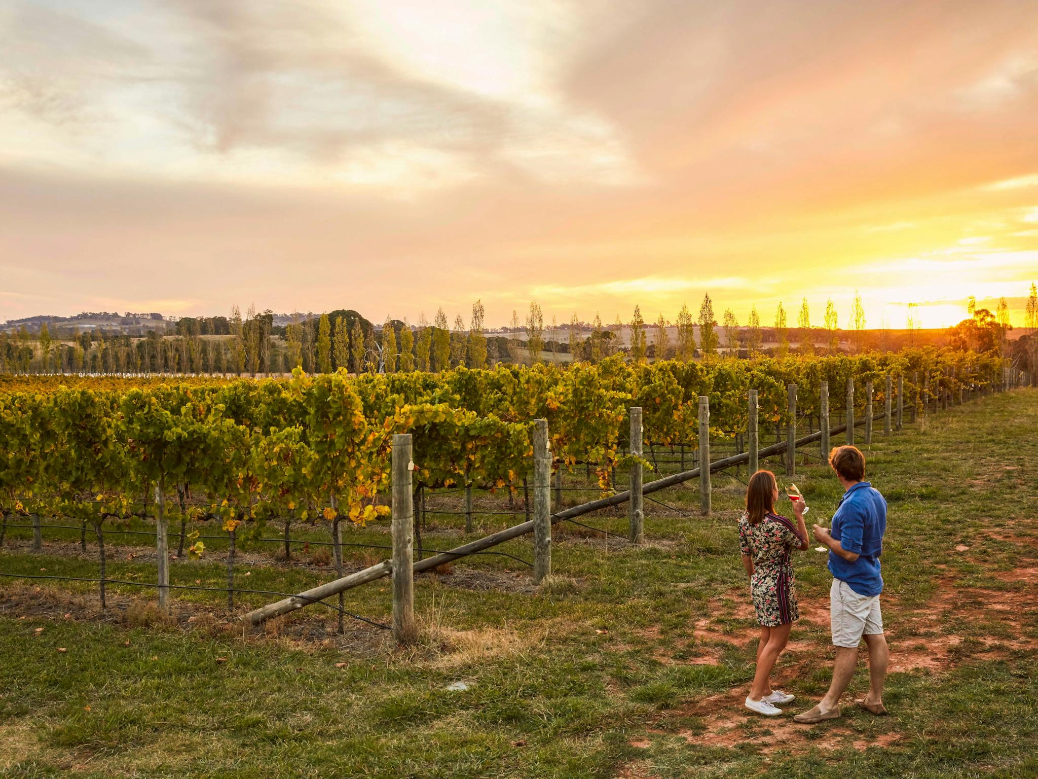Swinging Bridge Wines, Orange