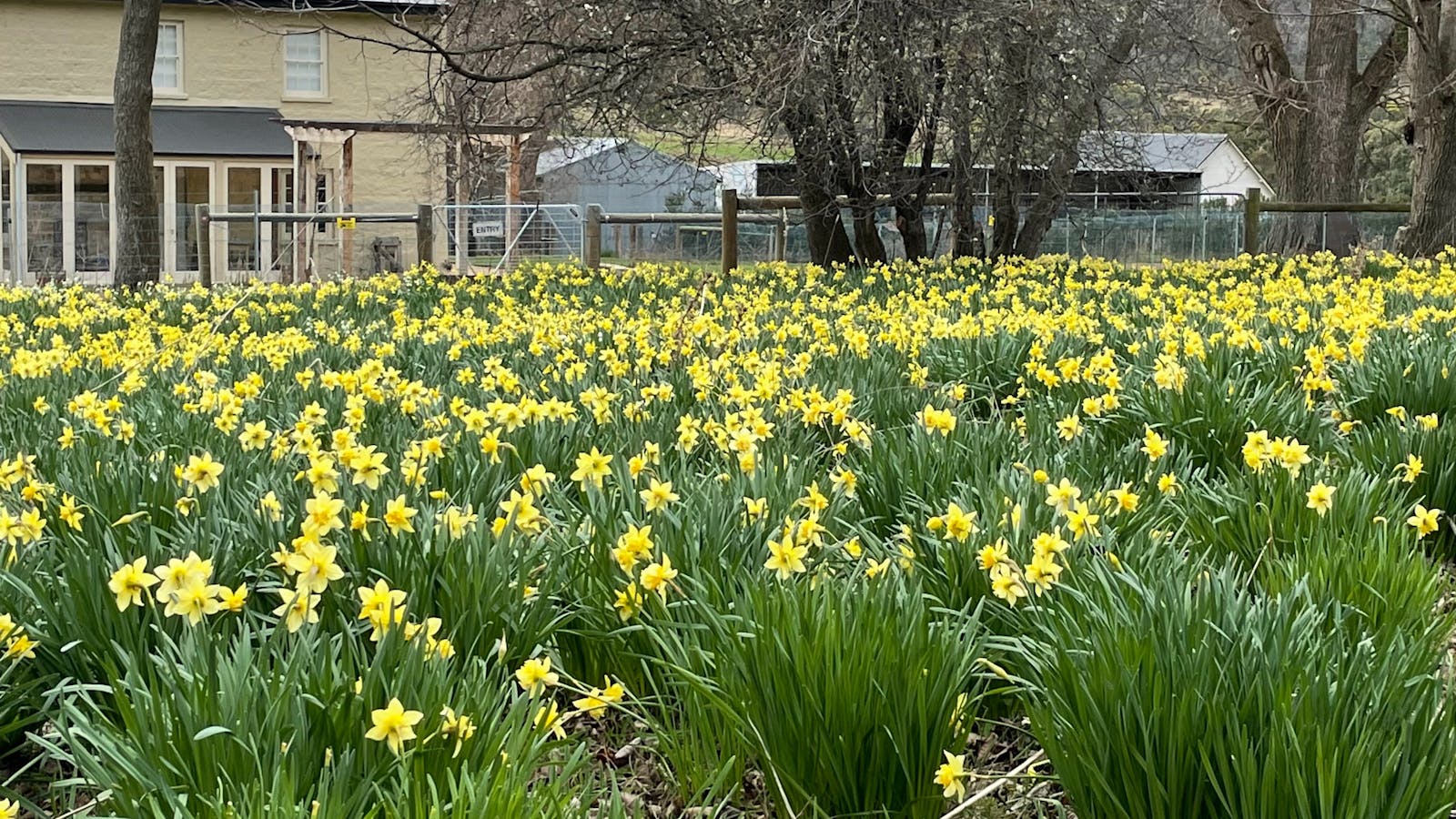 Naturalised daffodils on the location of the original vegetable garden of John Glover