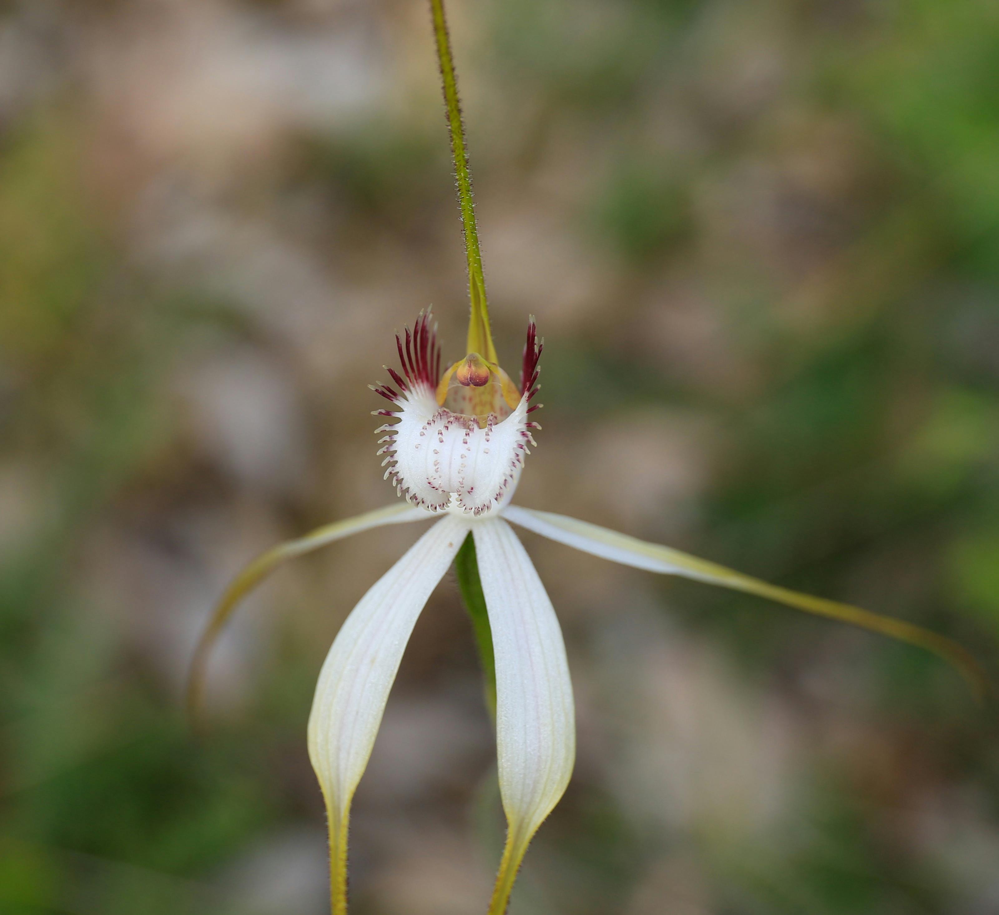 Beautiful spider orchid