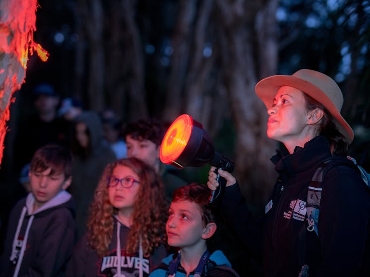 A ranger shines her torch into a tree showing young kids