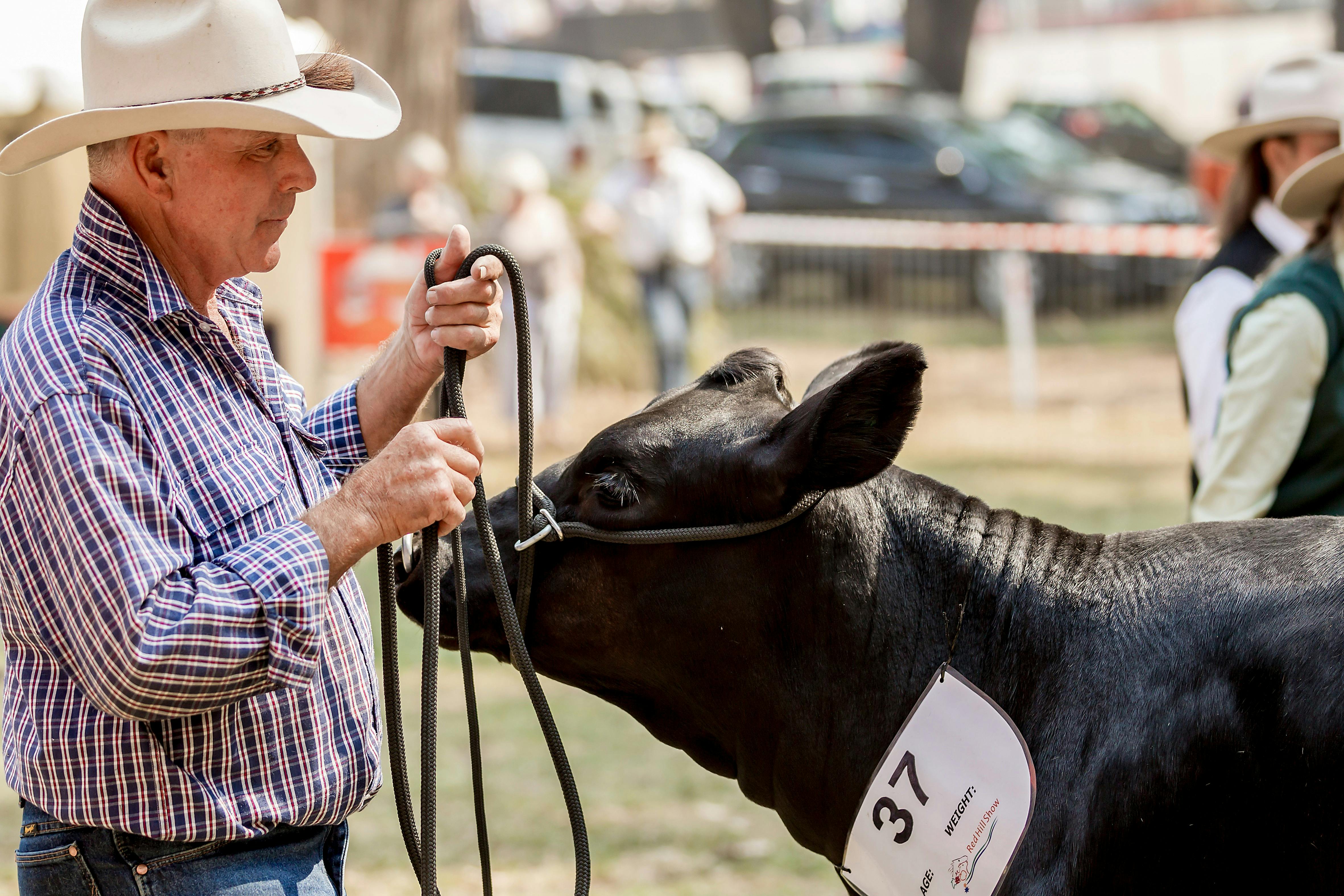 Red_Hill_Show_Cattle