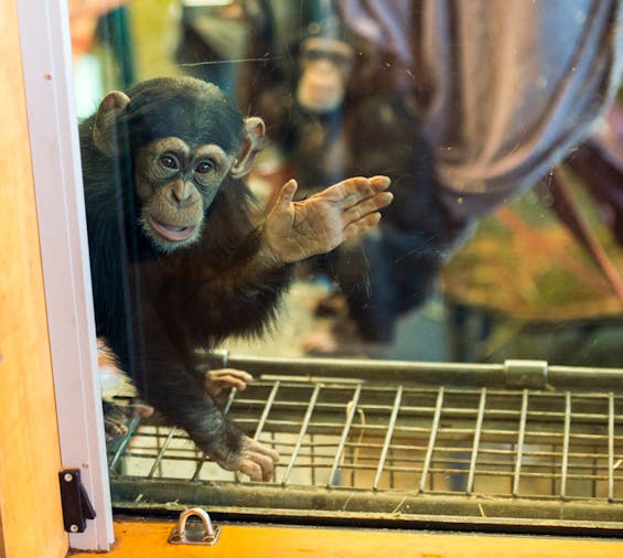 Meet the Chimps