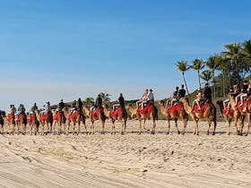 Broome Camel Rides