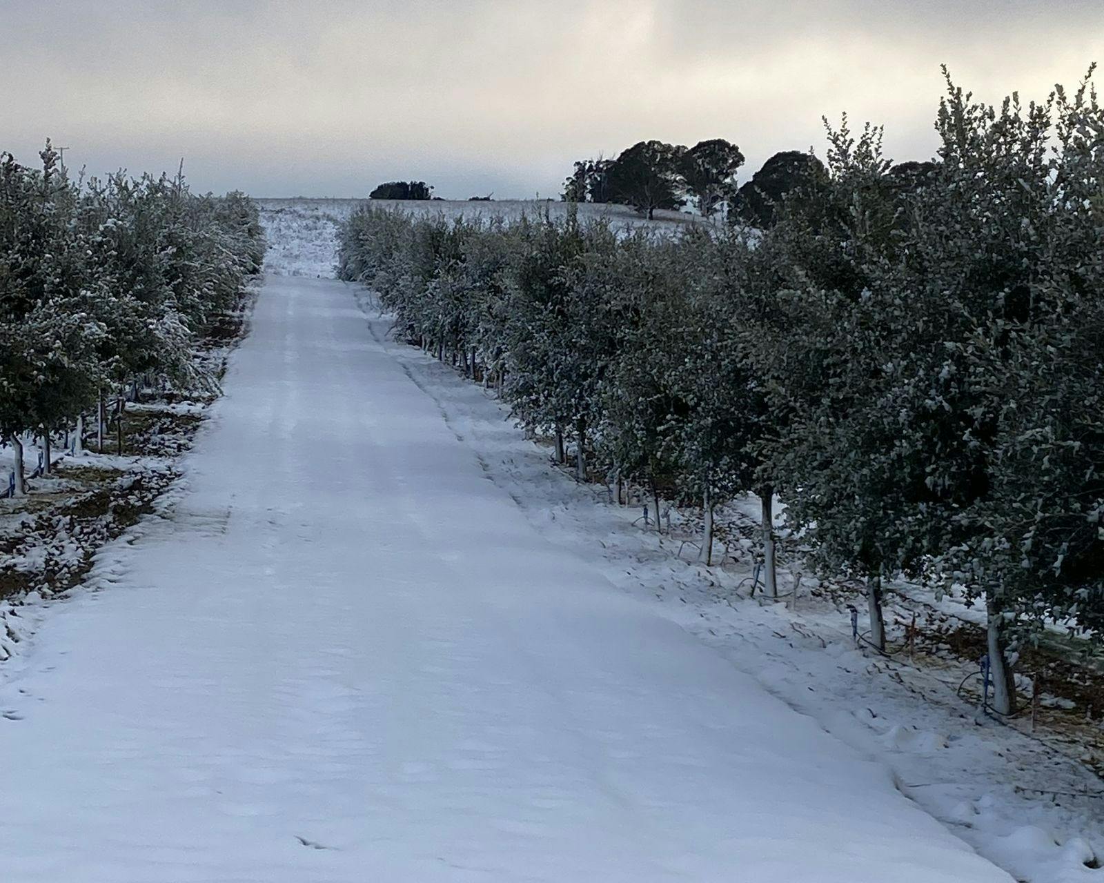 snow in the truffiere