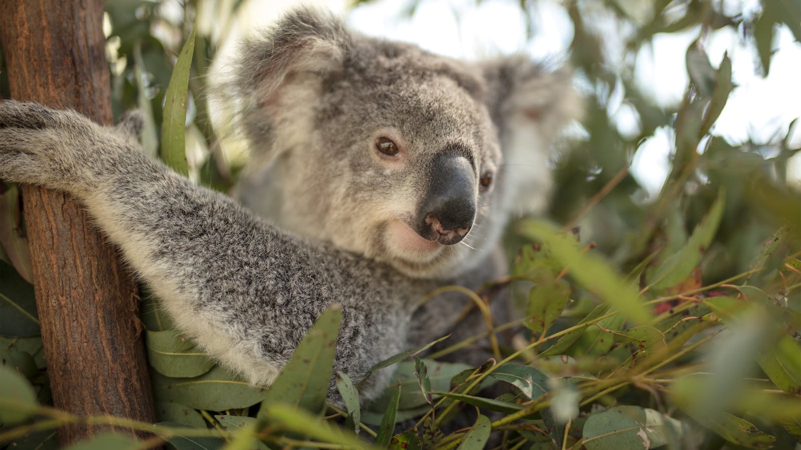 Meet a Koala at Paradise Country