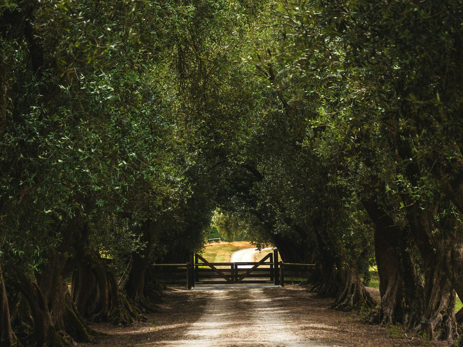 The Olive Grove Avenue at Corryton Park