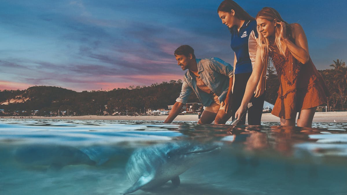 Feed Wild Dolphins at Tangalooma Island Resort. Official guests of the resort only. Conditions apply