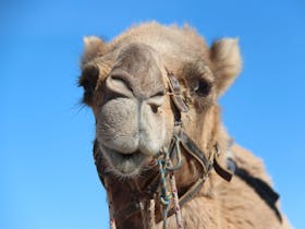 Bedourie Camel Bash Cover Image