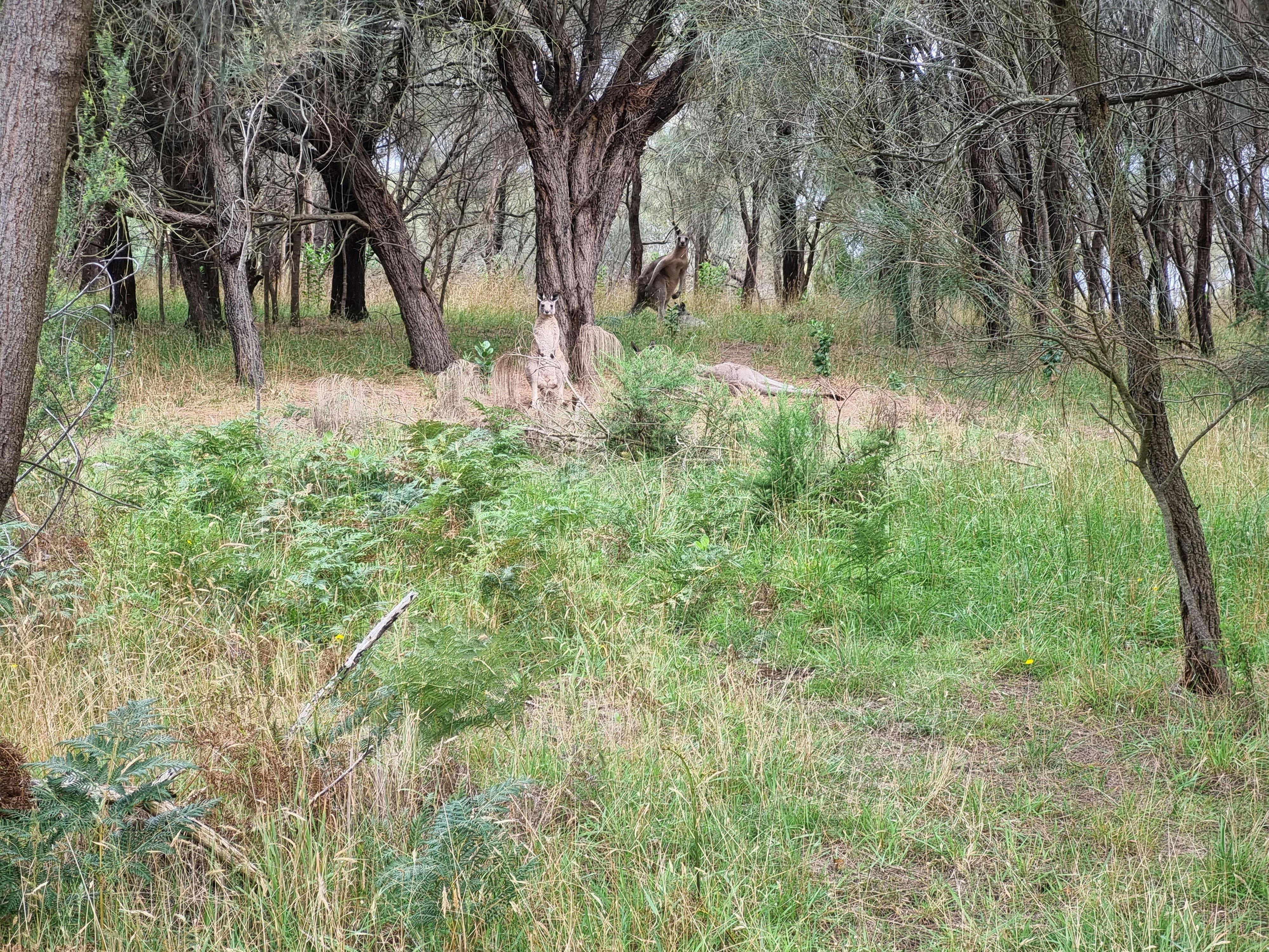 Often we can seee kangarooos feeding and resting amongst the she oaks  along the track