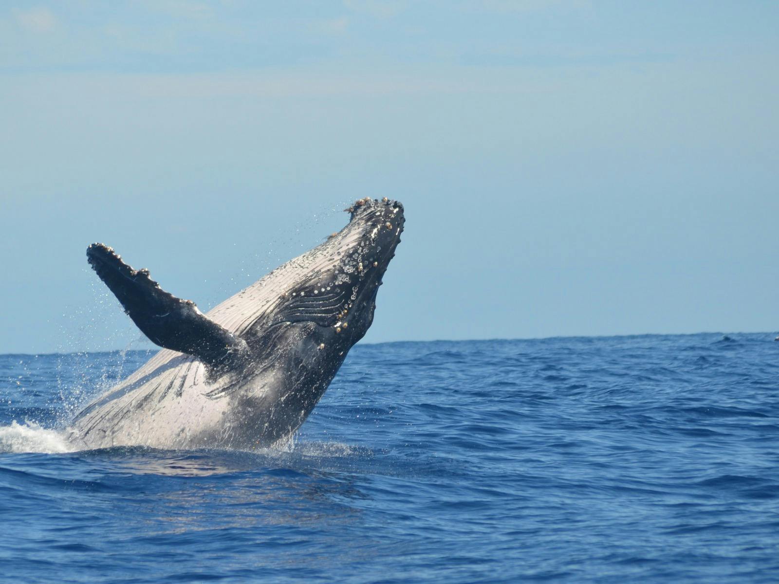 Humpback whale breaching