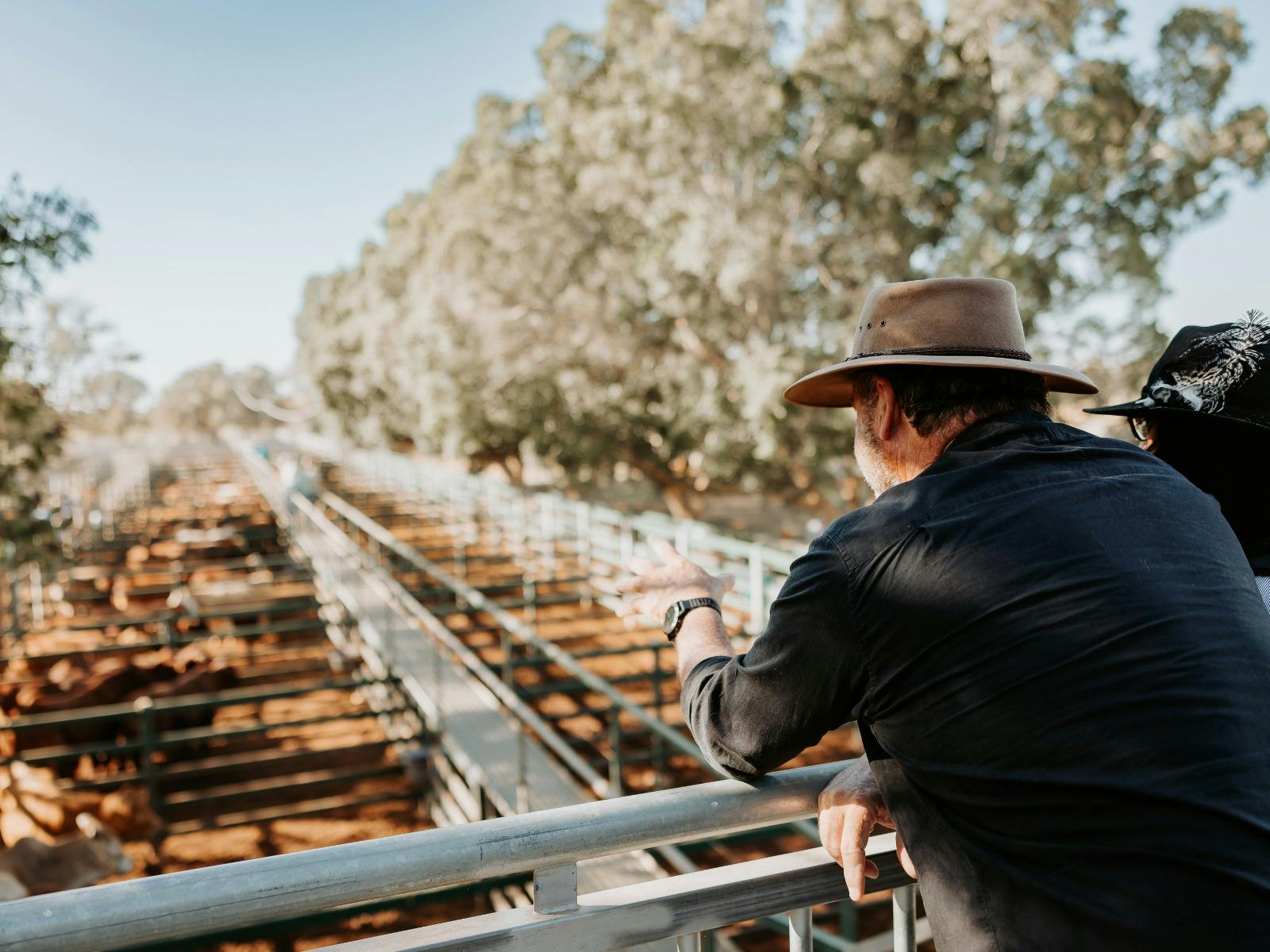 Blackall Saleyards