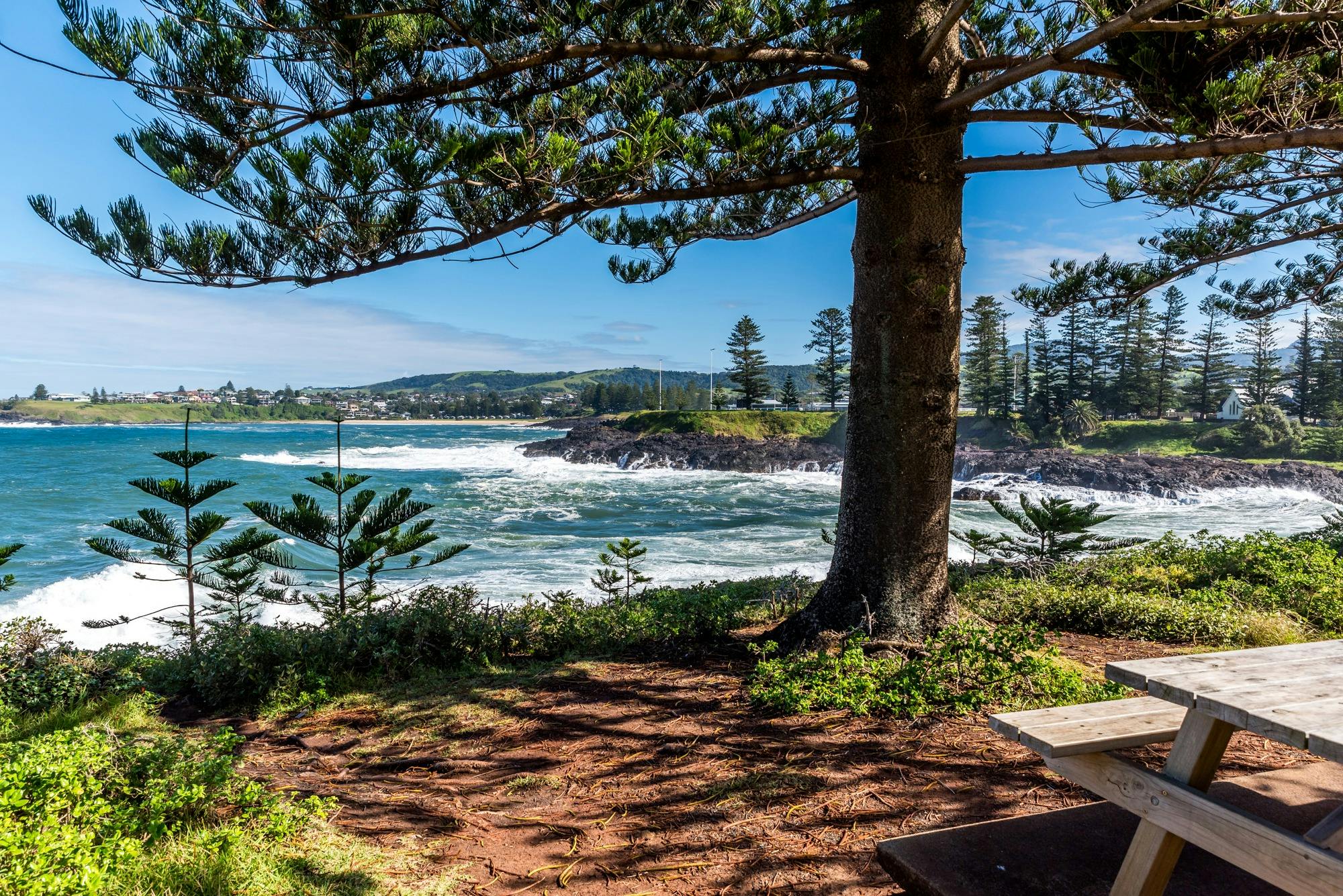 Pine trees and a sunny day beside the coastline