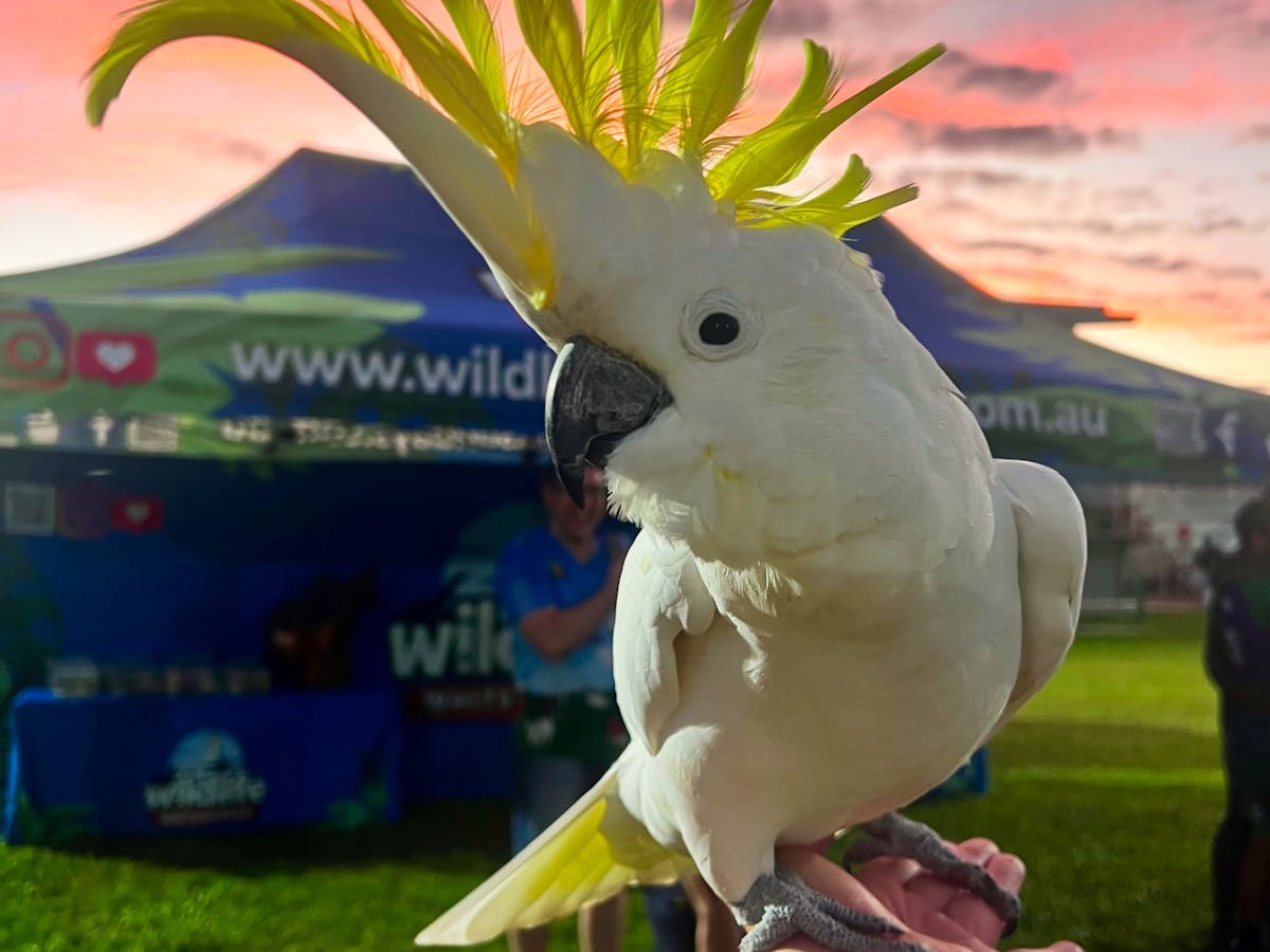 Birds