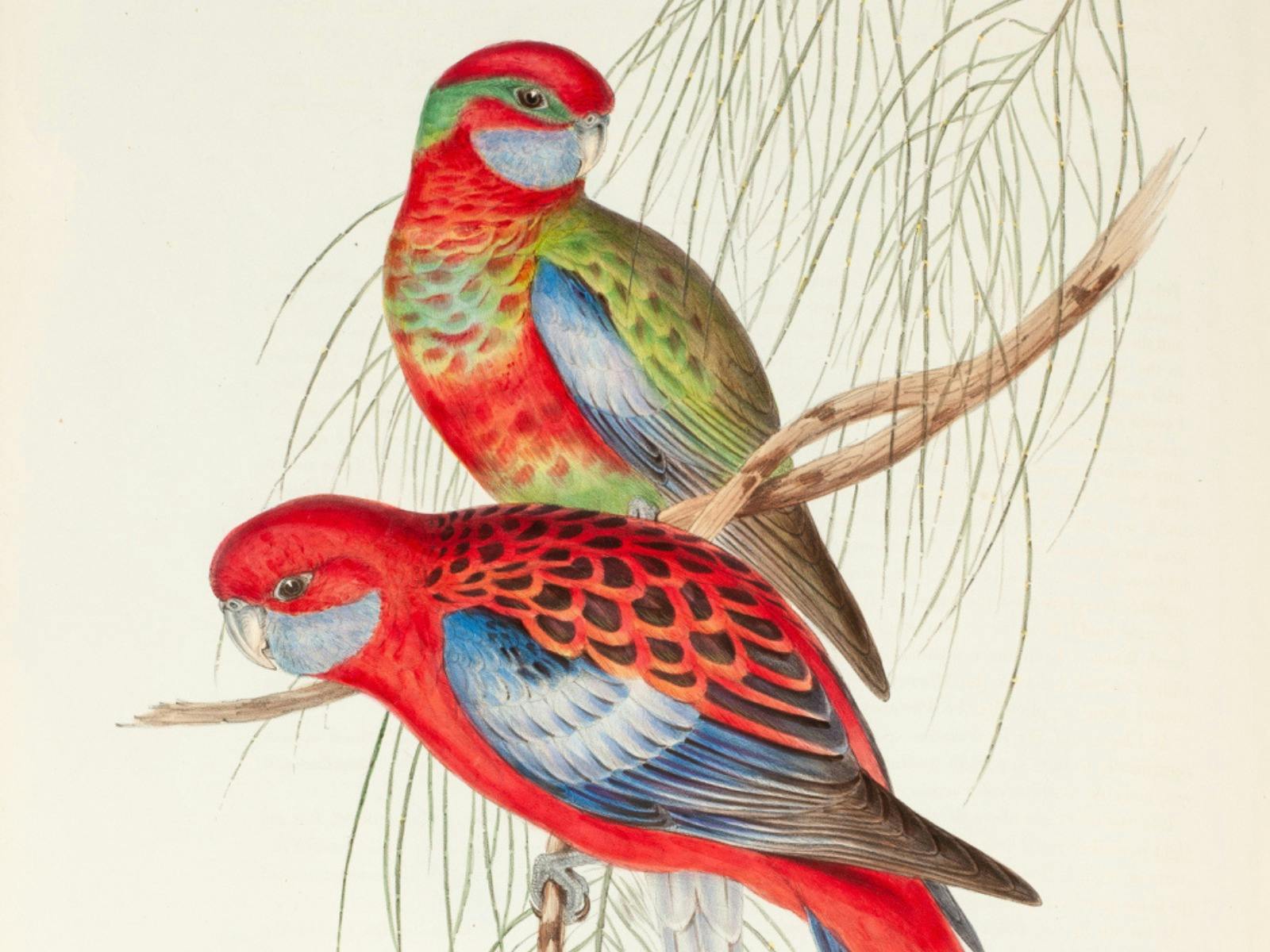 Rosellas