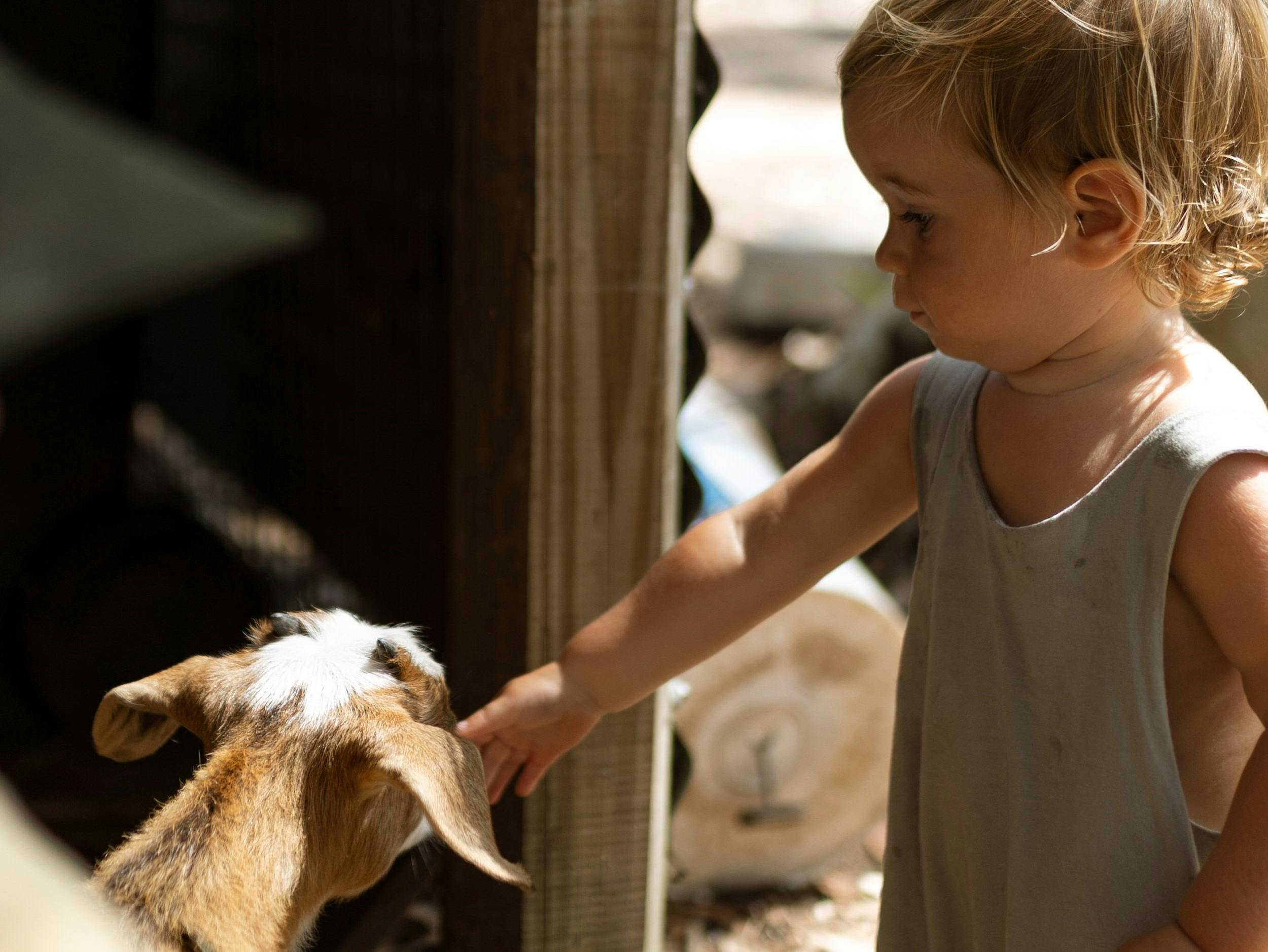 Holistic Nature Play and Farm Immersions Purple Pear Farm